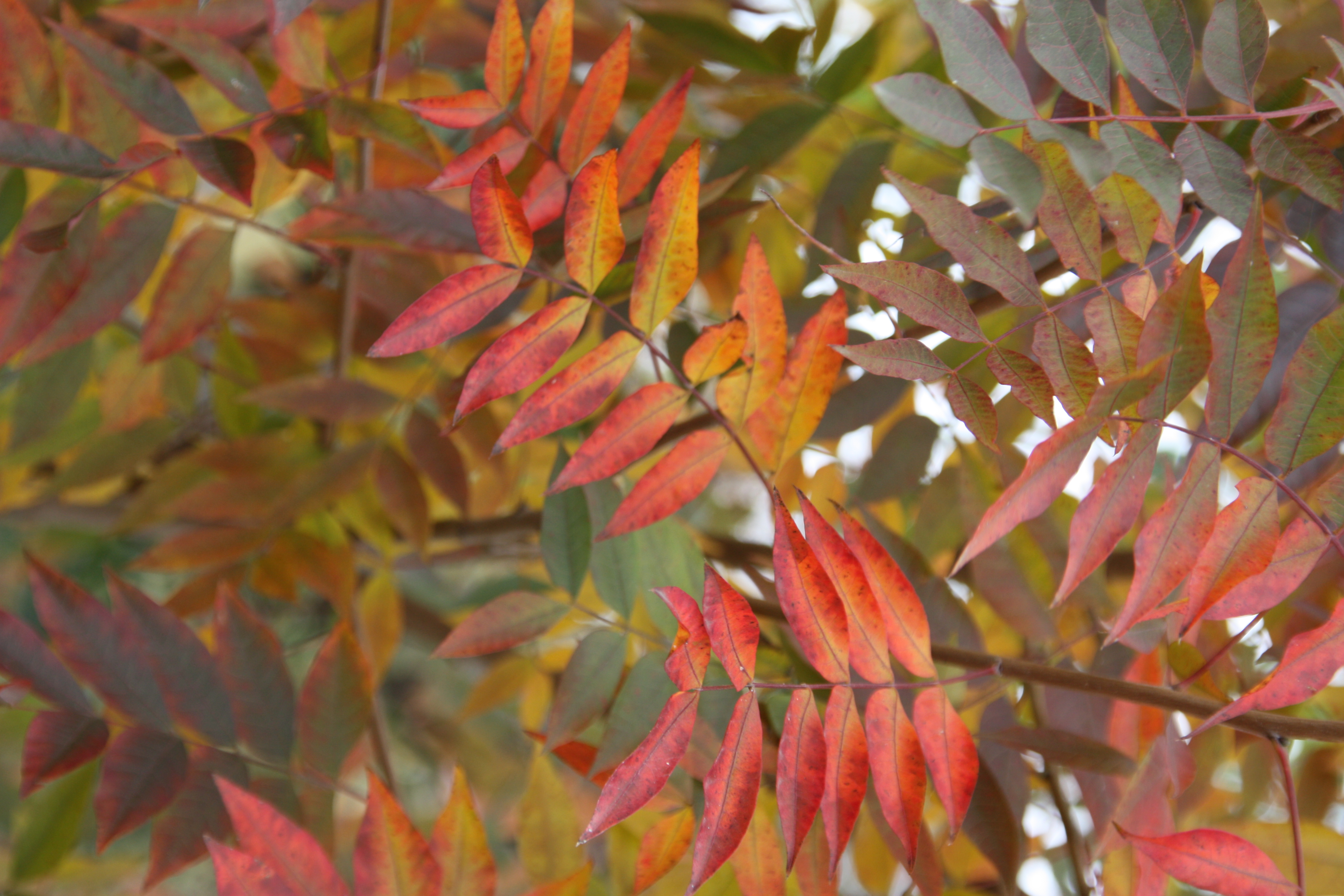 Tree branches with small, tear shaped leaves that fade from red to yellow to green.