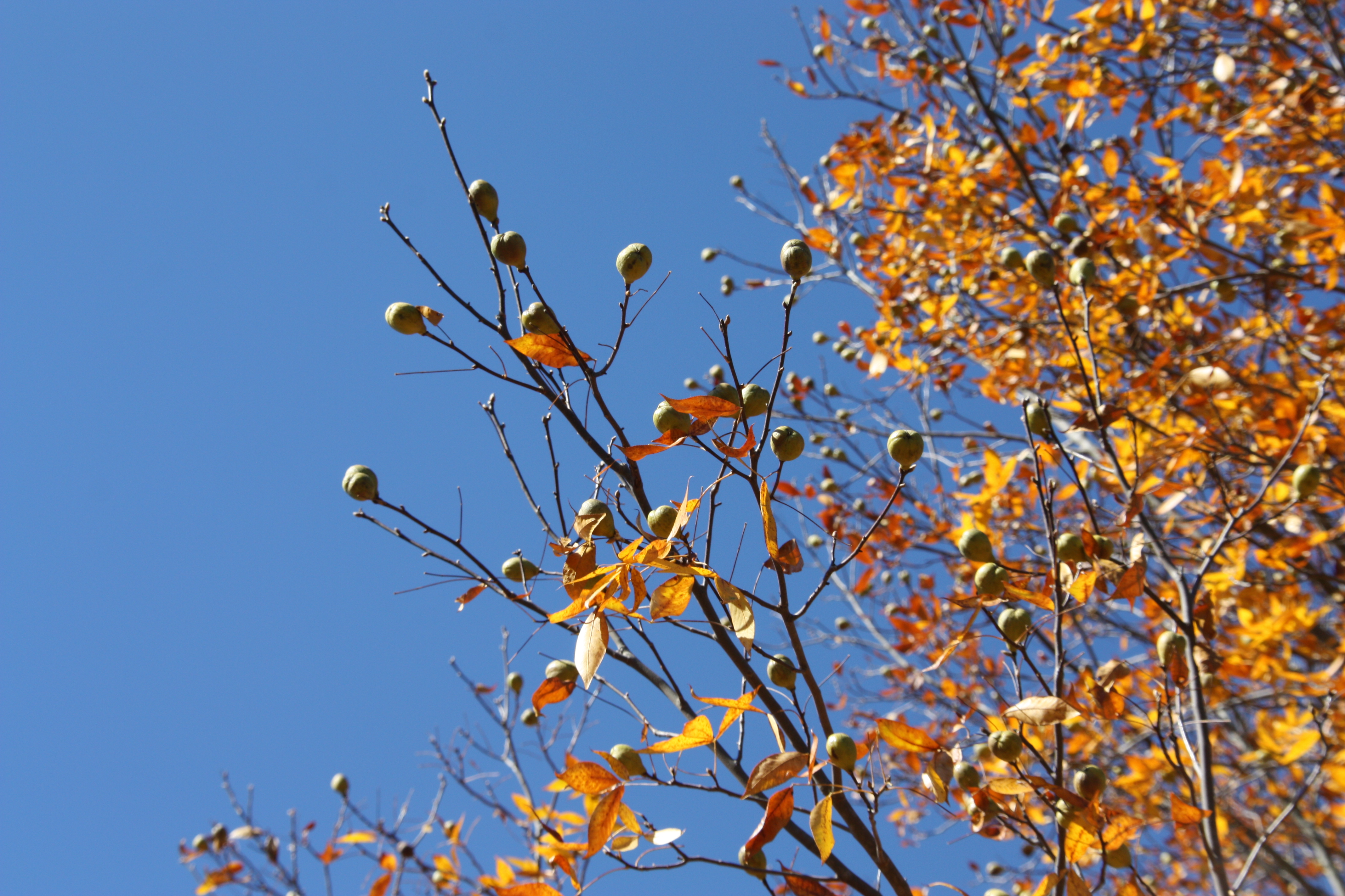 Tree branches with small, yellow leaves and dull green bulbs on branches.