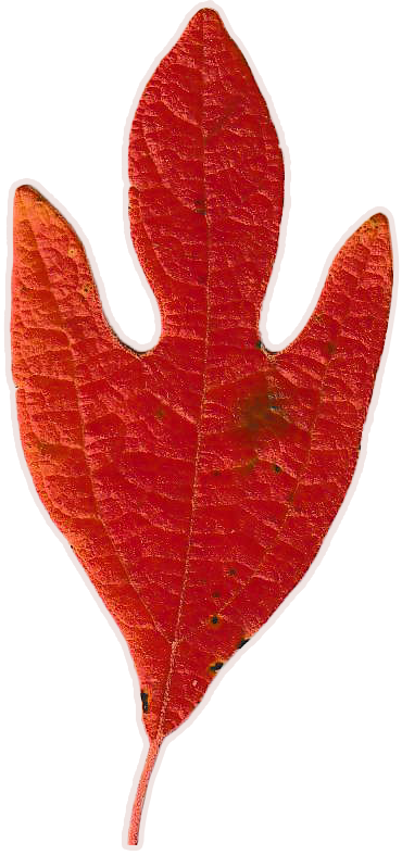 Small, bright red sassafras leaf