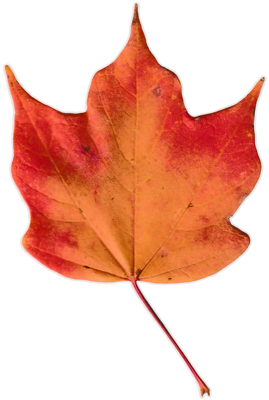 Autmn leaf with hues of bright orange and red