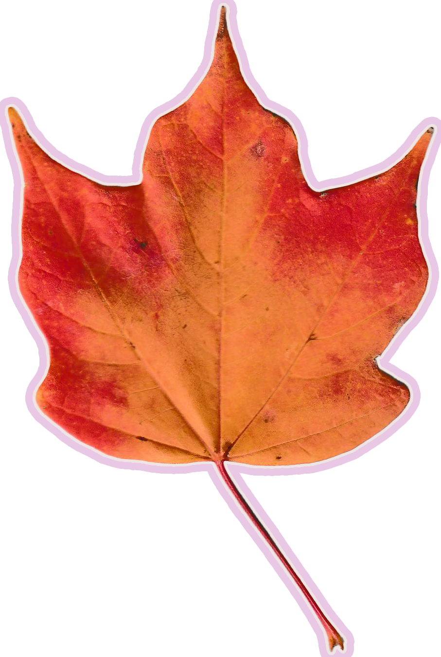 Autumn leaf with hues of bright orange and red