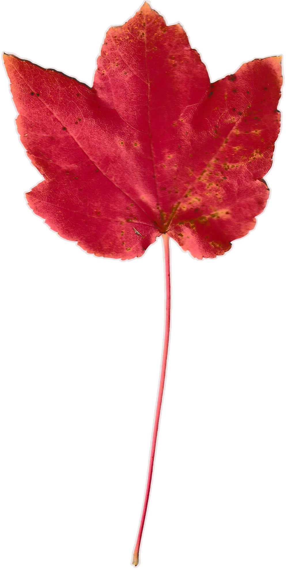 Small red maple leaf, bright red in color