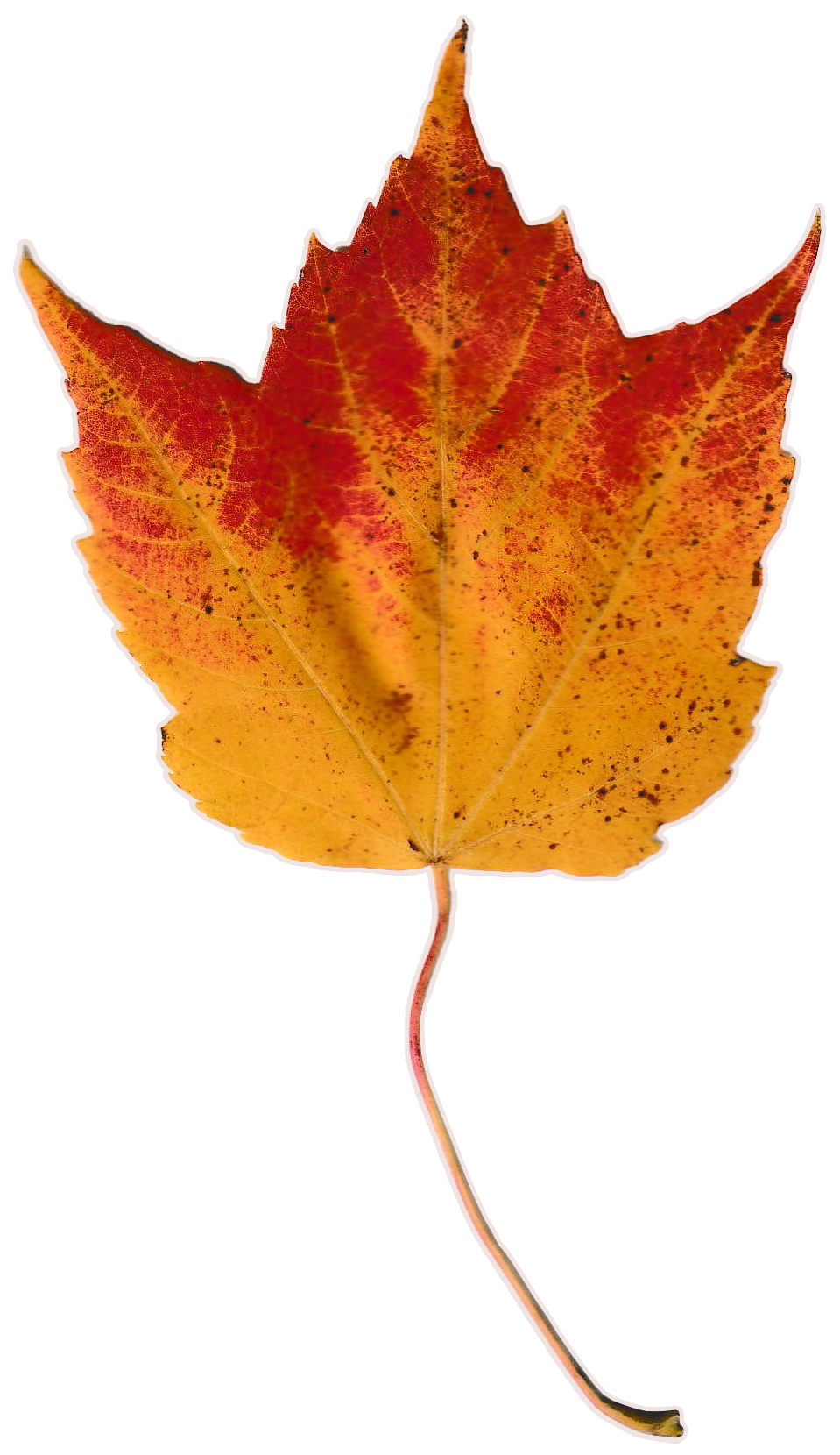 Autumn leaf with hues of bright yellow that melt into red