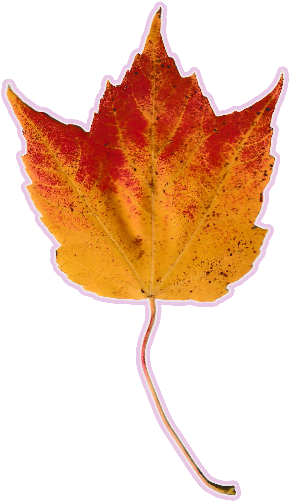 Autumn leaf with hues of bright yellow that melt into red