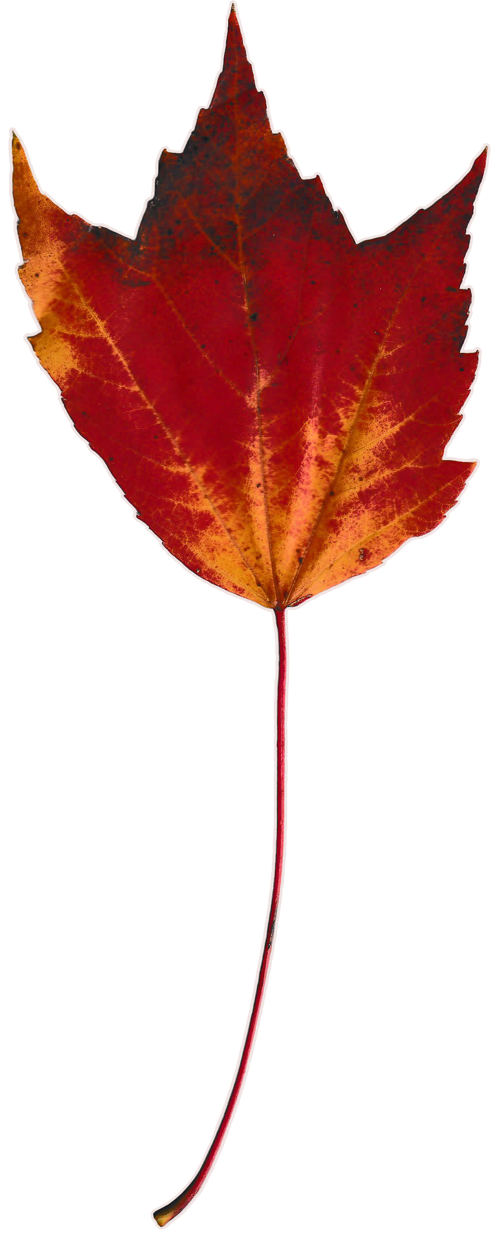 Autumn leaf with hues of dark red with some small hints of orange