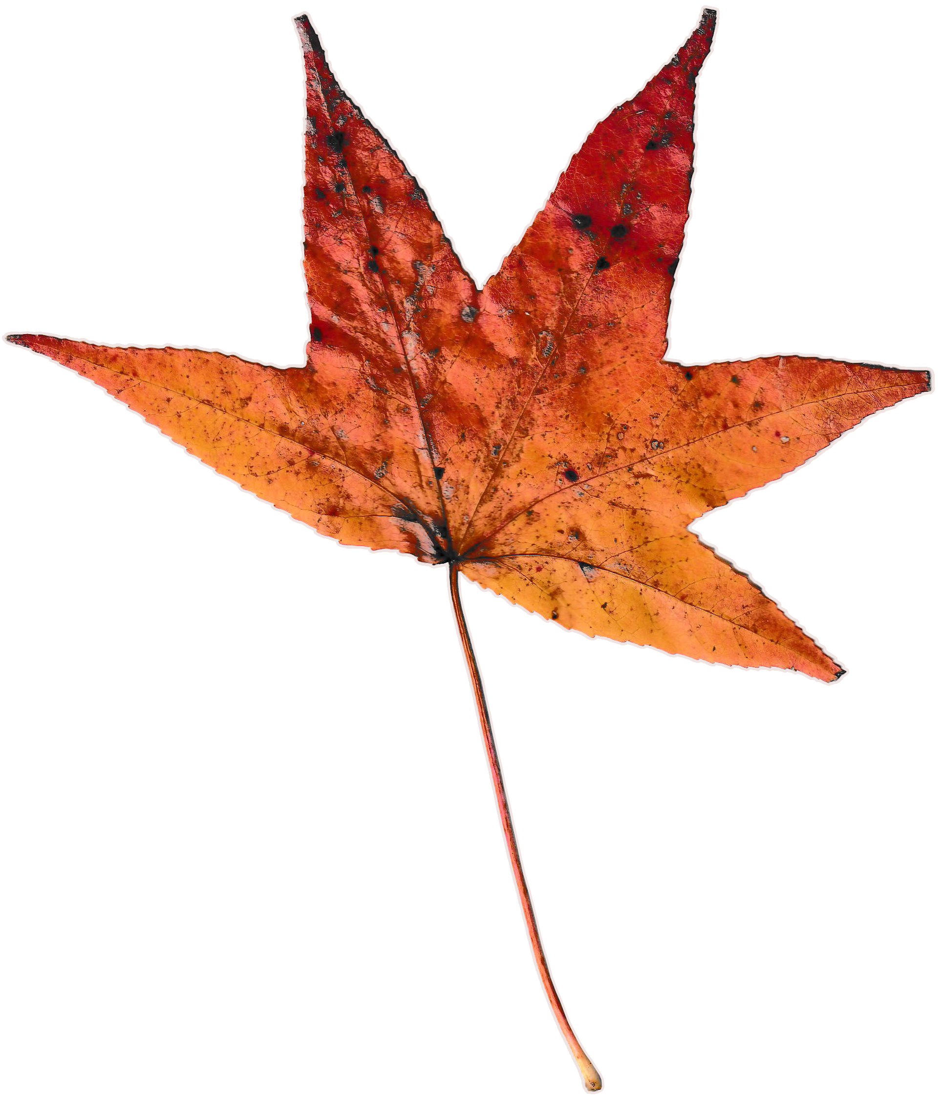 Star-shaped autumn leaf with 5 sharp point