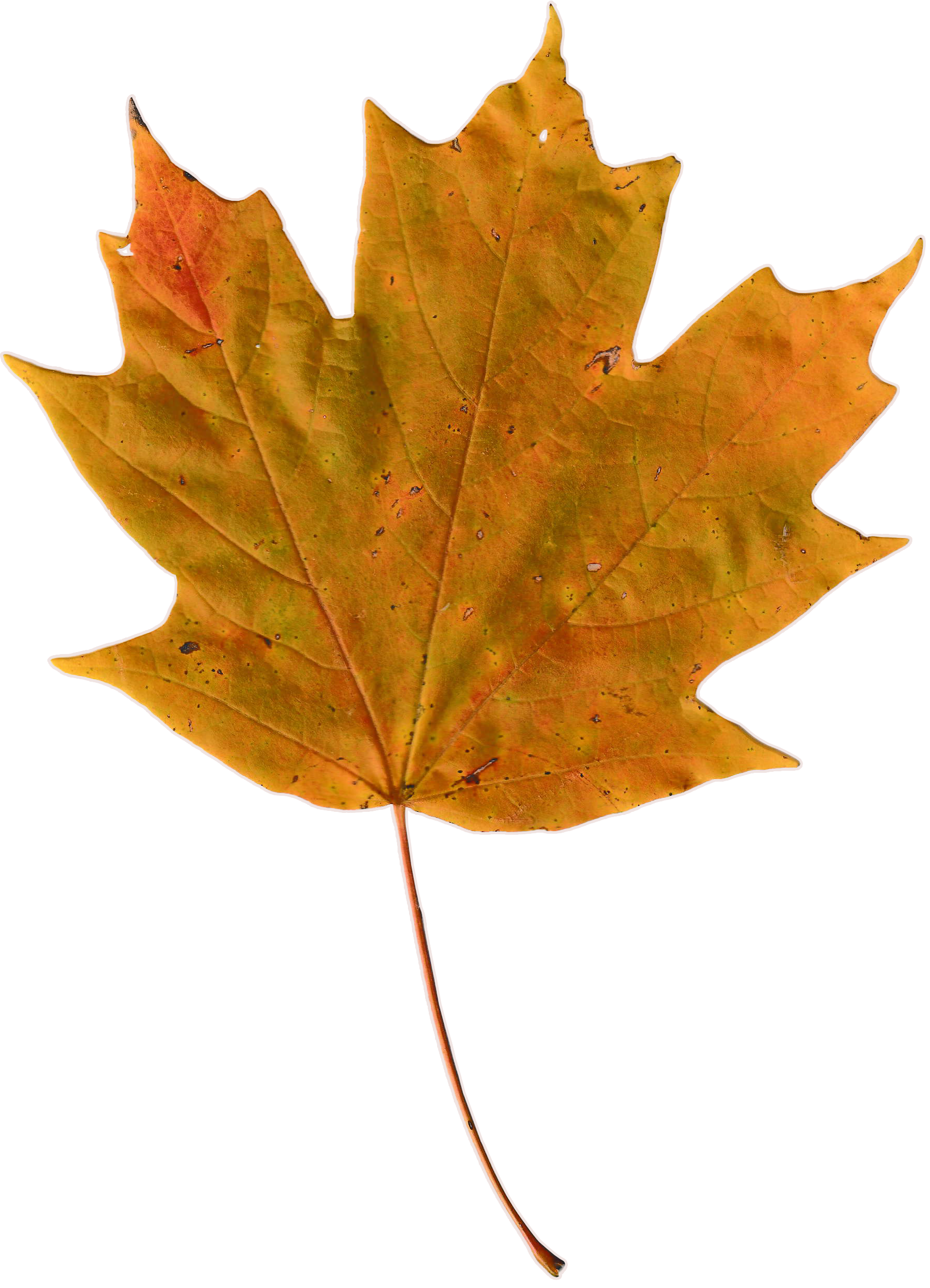 Sugar maple leaf, with warm hues of yellow, orange and light green