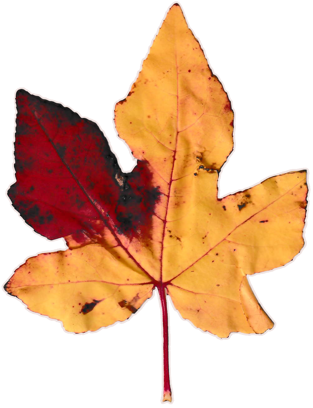 Small, bright yellow autumn leaf with a large splotch of maroon