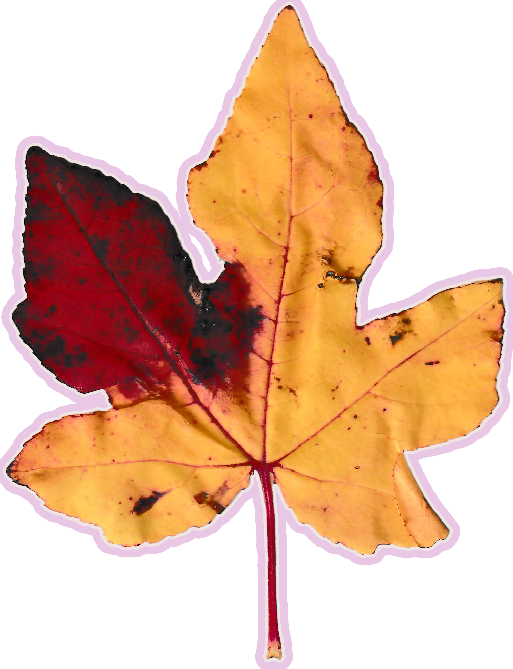 Small, bright yellow autumn leaf with a large splotch of maroon