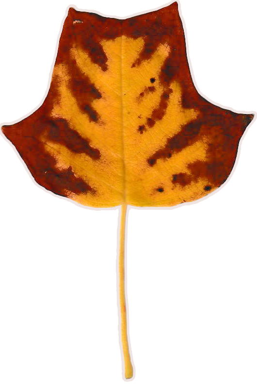 Small yellow tulip tree leaf, brown creeping inwards from the edges