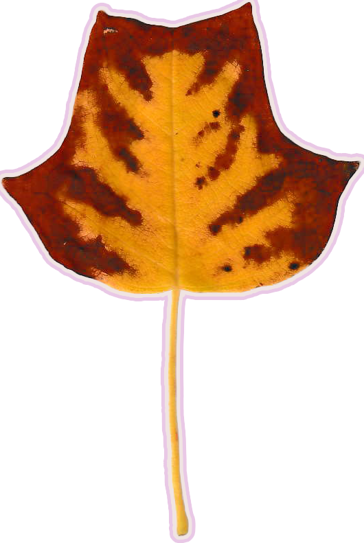 Small yellow tulip tree leaf, brown creeping inwards from the edges