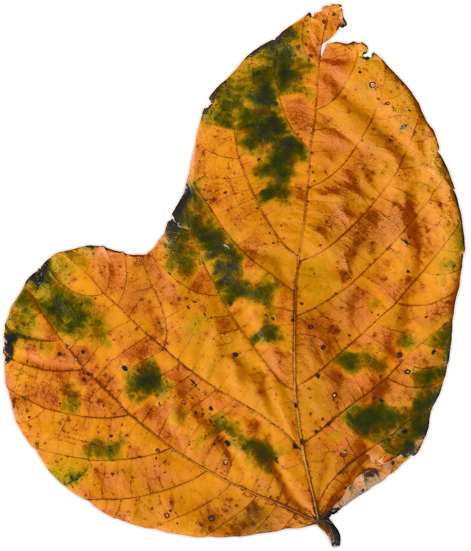 Large, mitten-shaped tree leaf