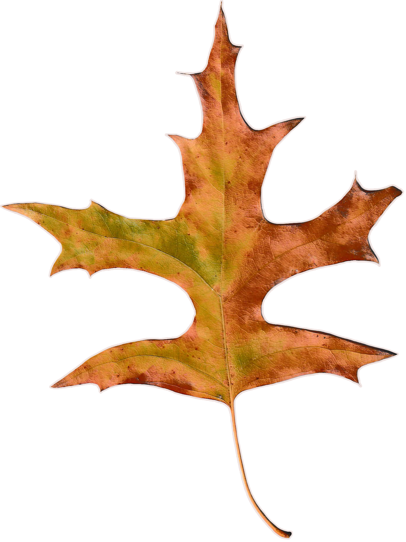 Oak leaf with hues of mostly yellow and some hints of brown and light green