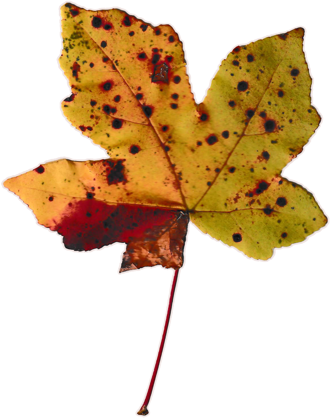 Small, yellow-green autumn leaf with speckles and splotches of maroon 