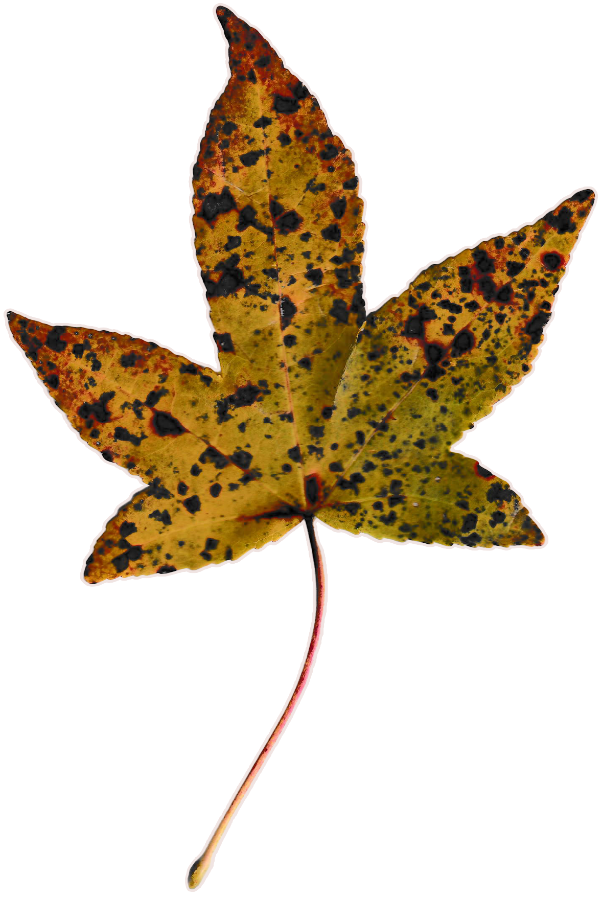 Star-shaped autumn leaf, mostly yellow-green with a lot of maroon speckles