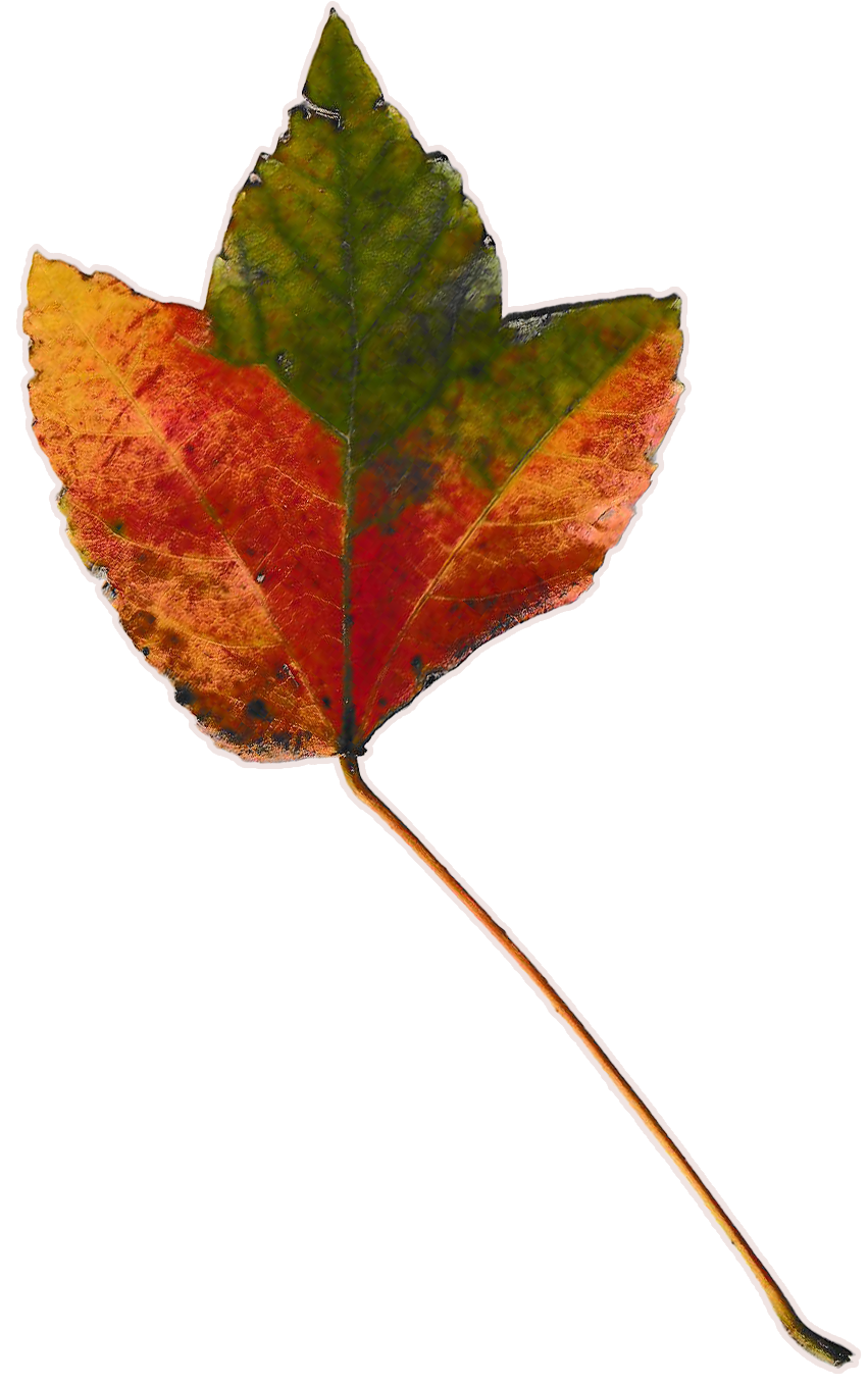 Small, autumn leaf with 3 lobes that go from green abruptly to red and yellow