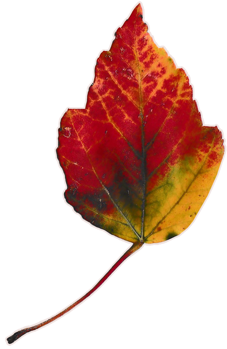 Small, autmn leaf that is mostly bright red with hints of yellow and green