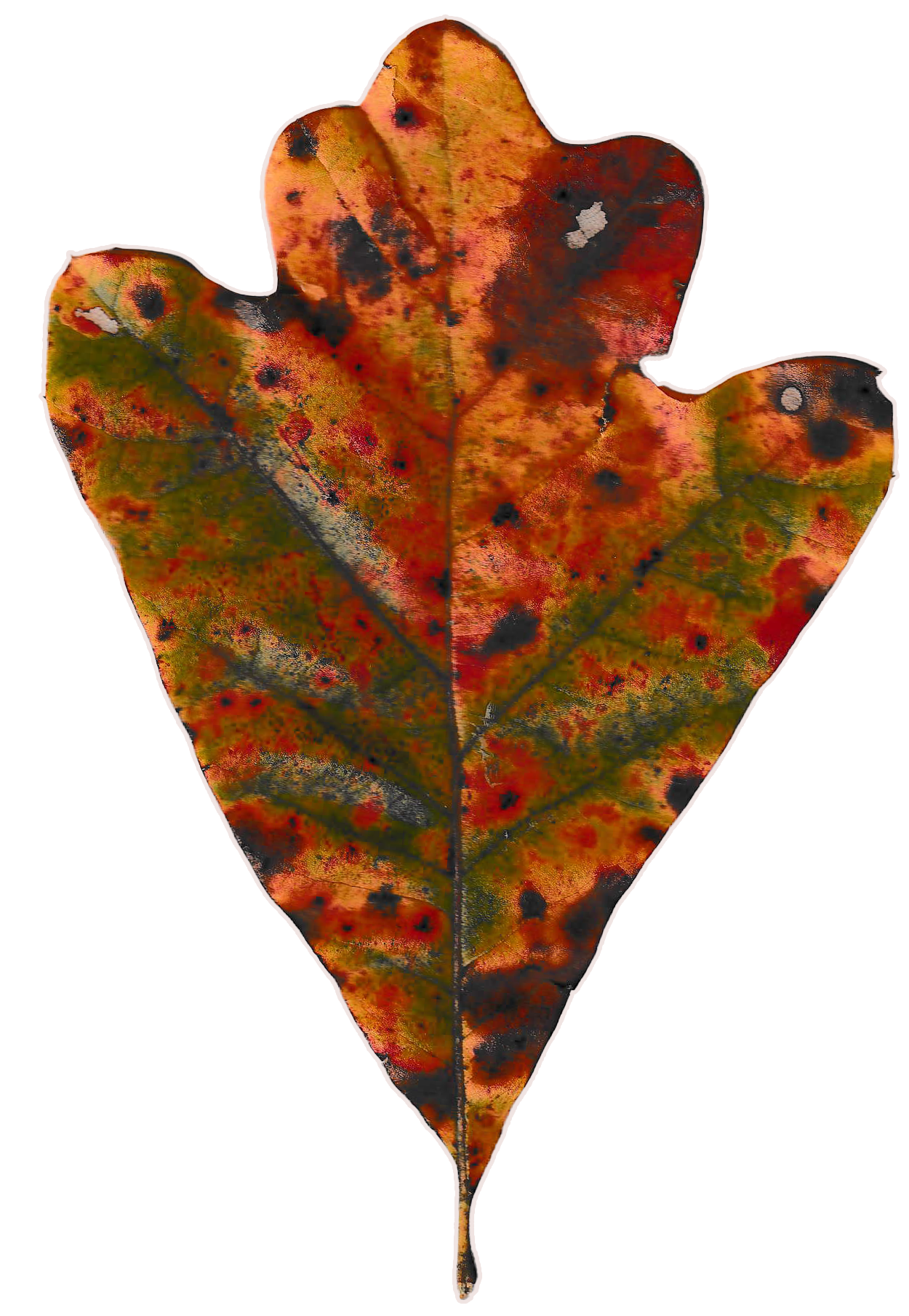 Oak leaf consisting of a mix of red, brown and green tones