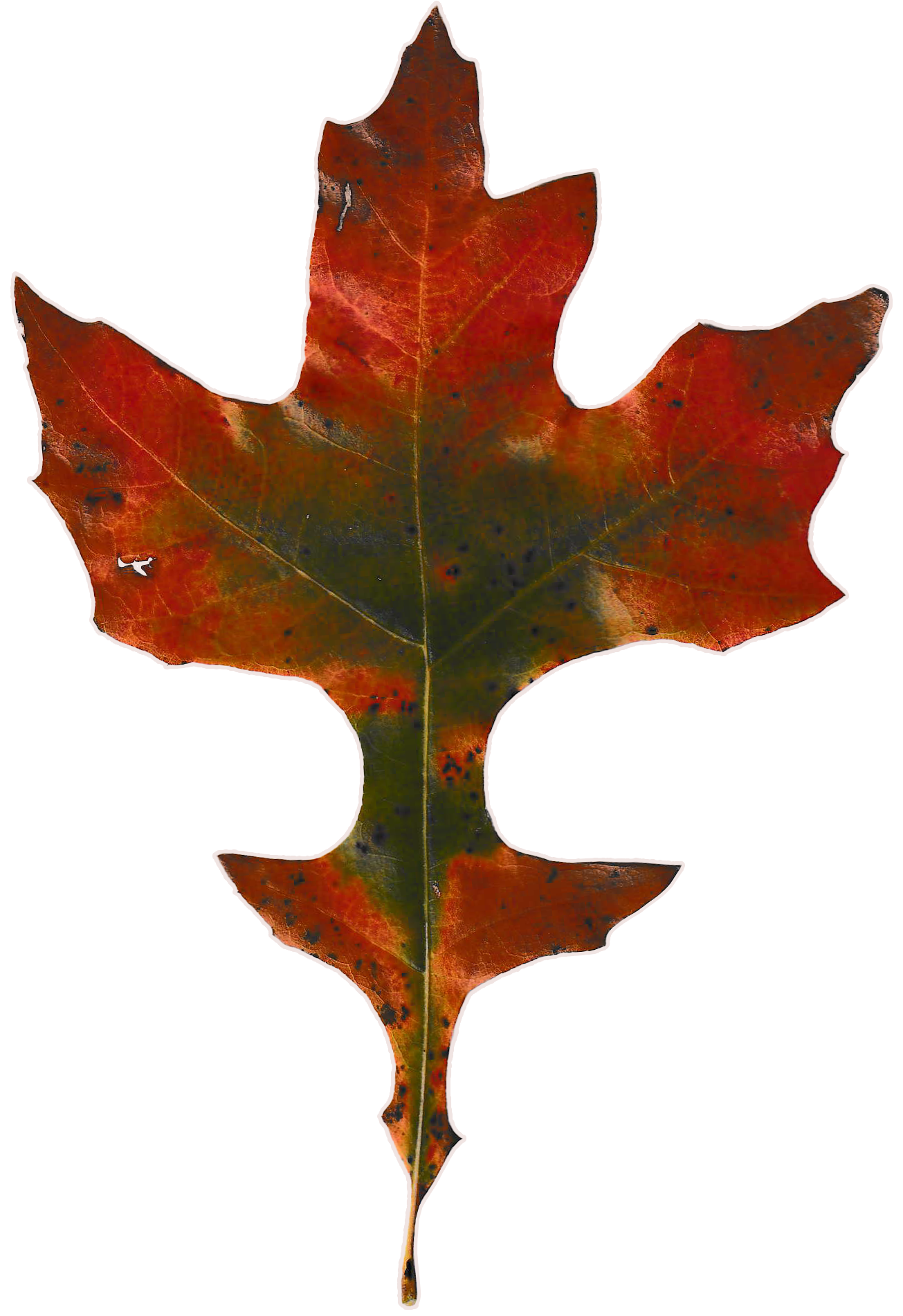 Oak leaf consisting of mostly red hues that melt into green towards the center of the leaf