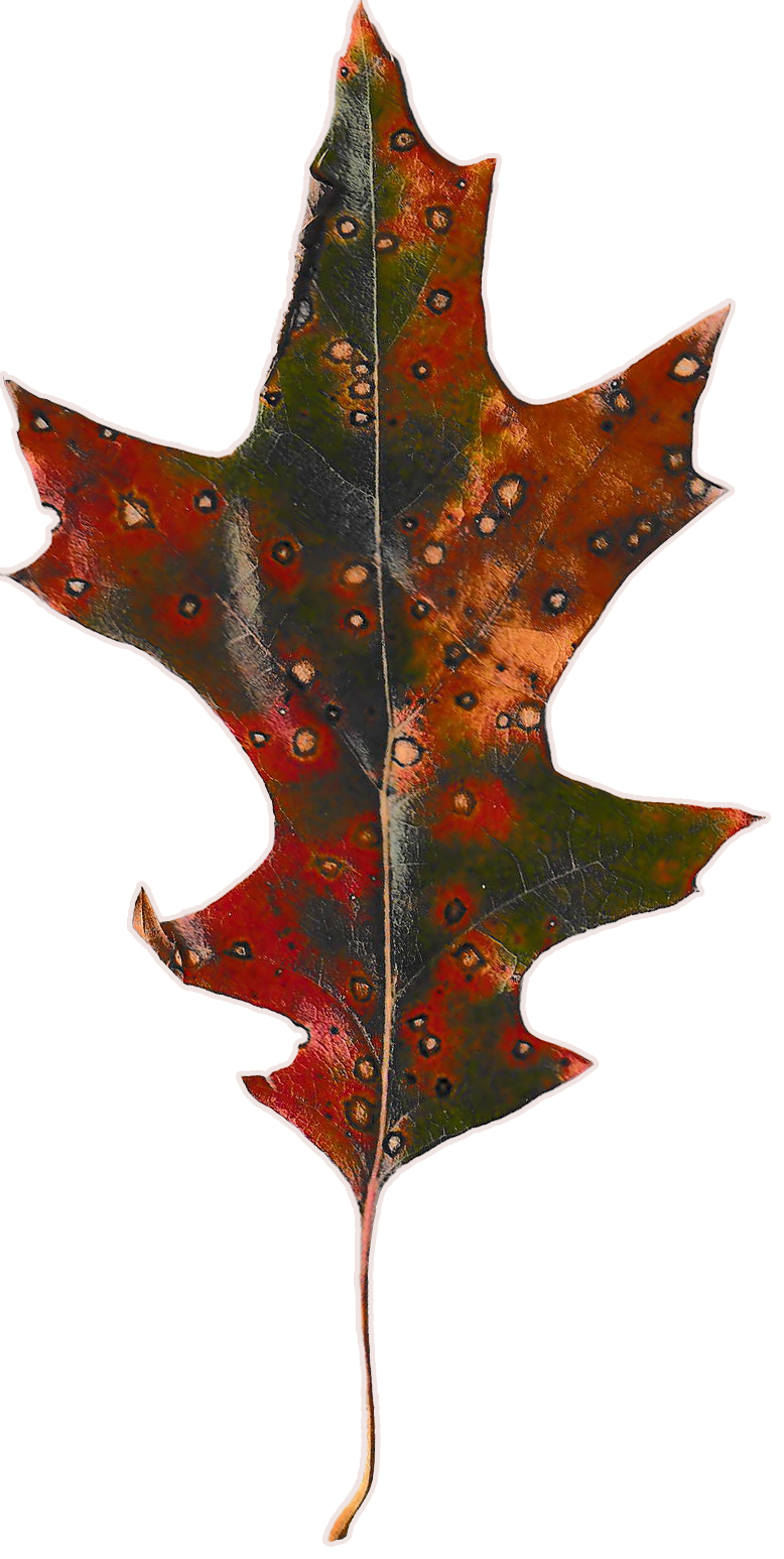 Oak leaf with hues of dark green, red and brown speckles