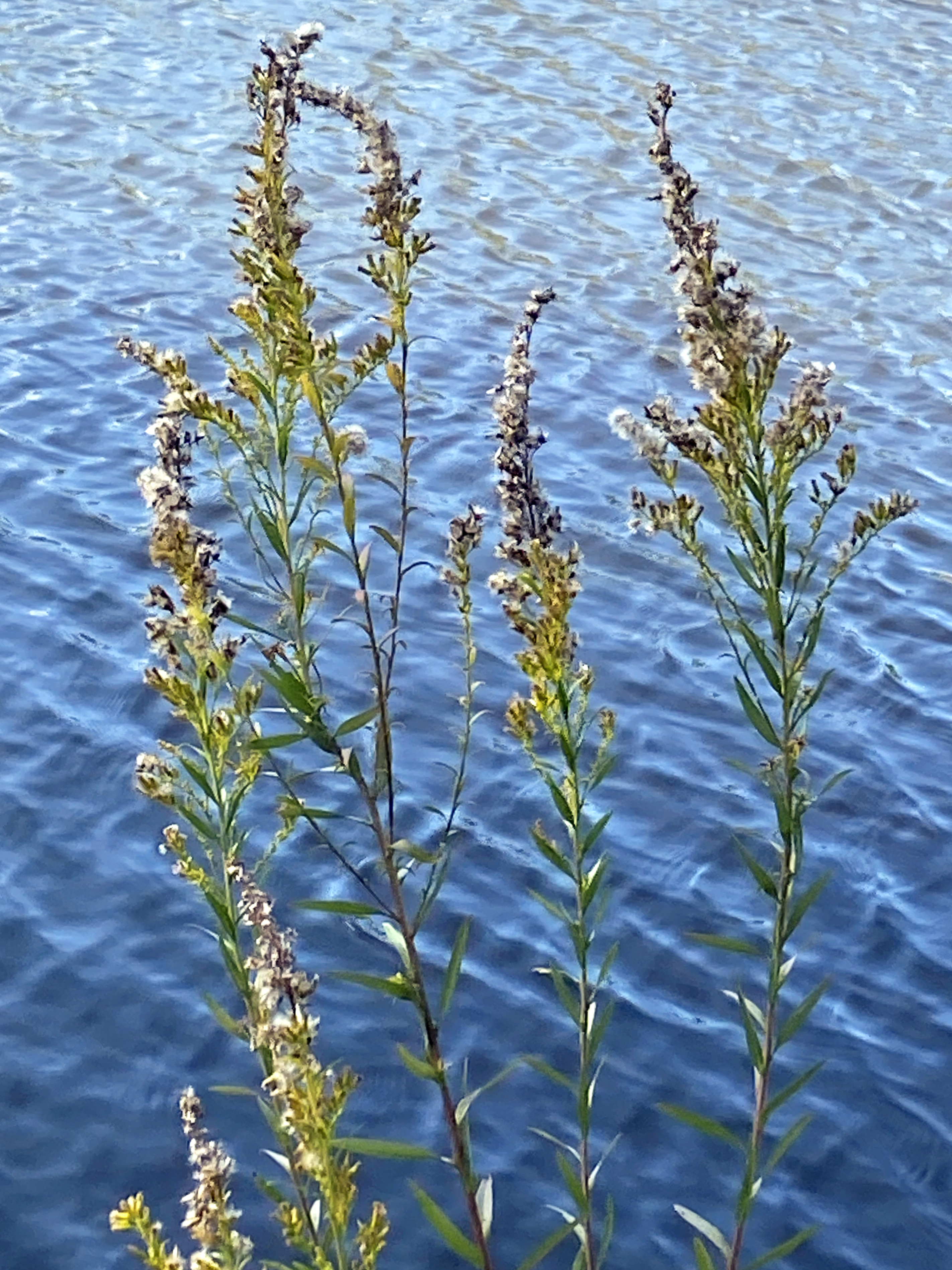 Goldenrod stands tall in front of water.