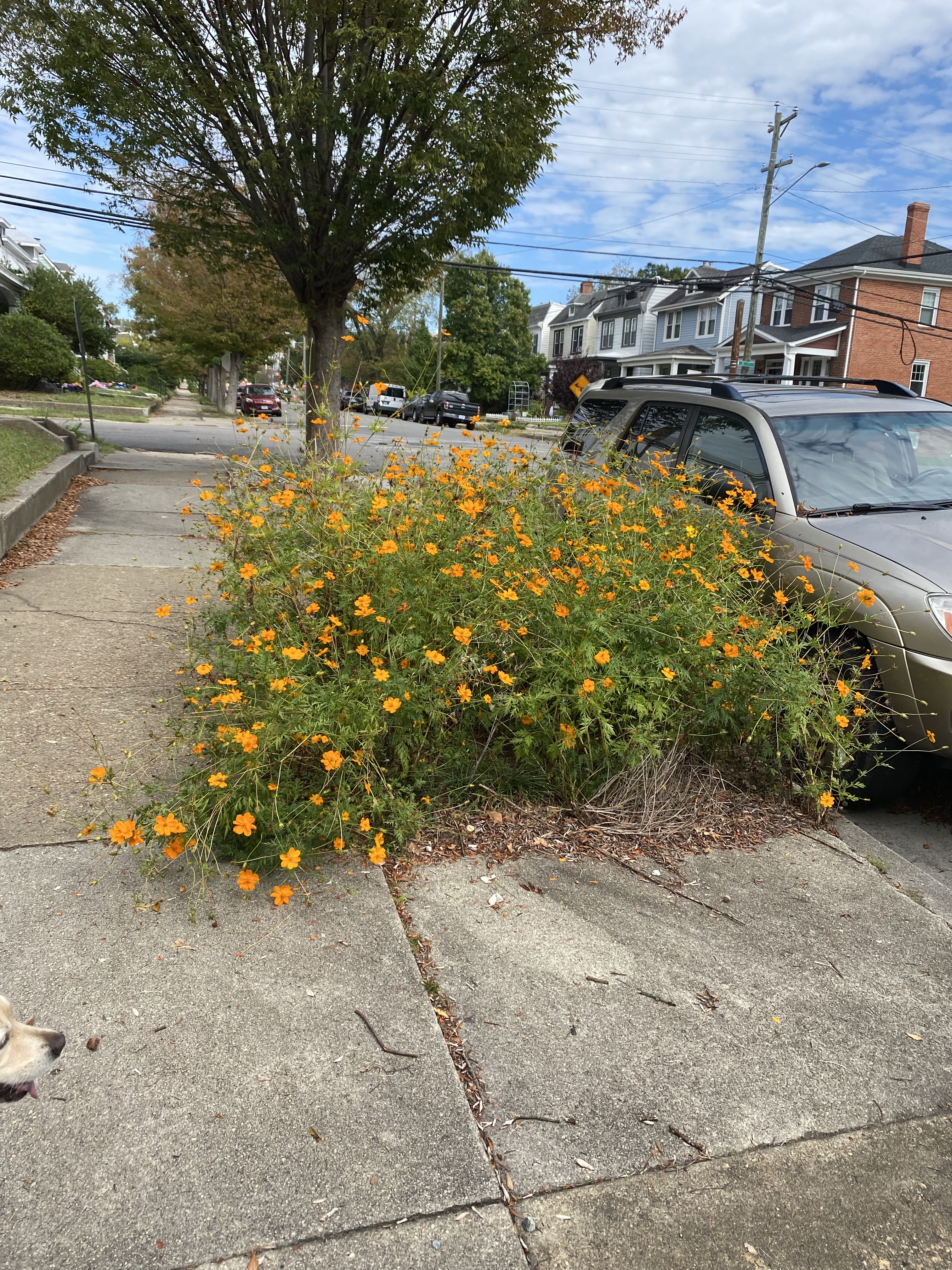 A plot of orange cosmos grow in between a sidewalk and street curb.