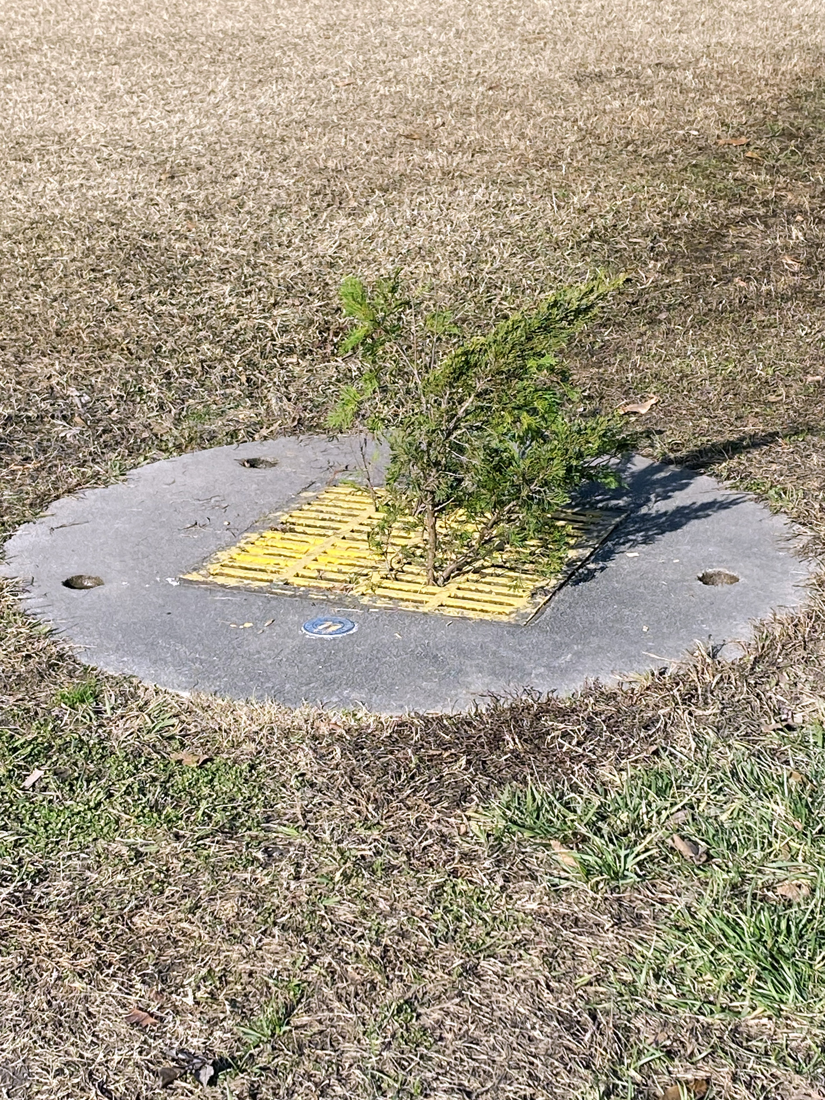 A small juniper tree grows through a drain.