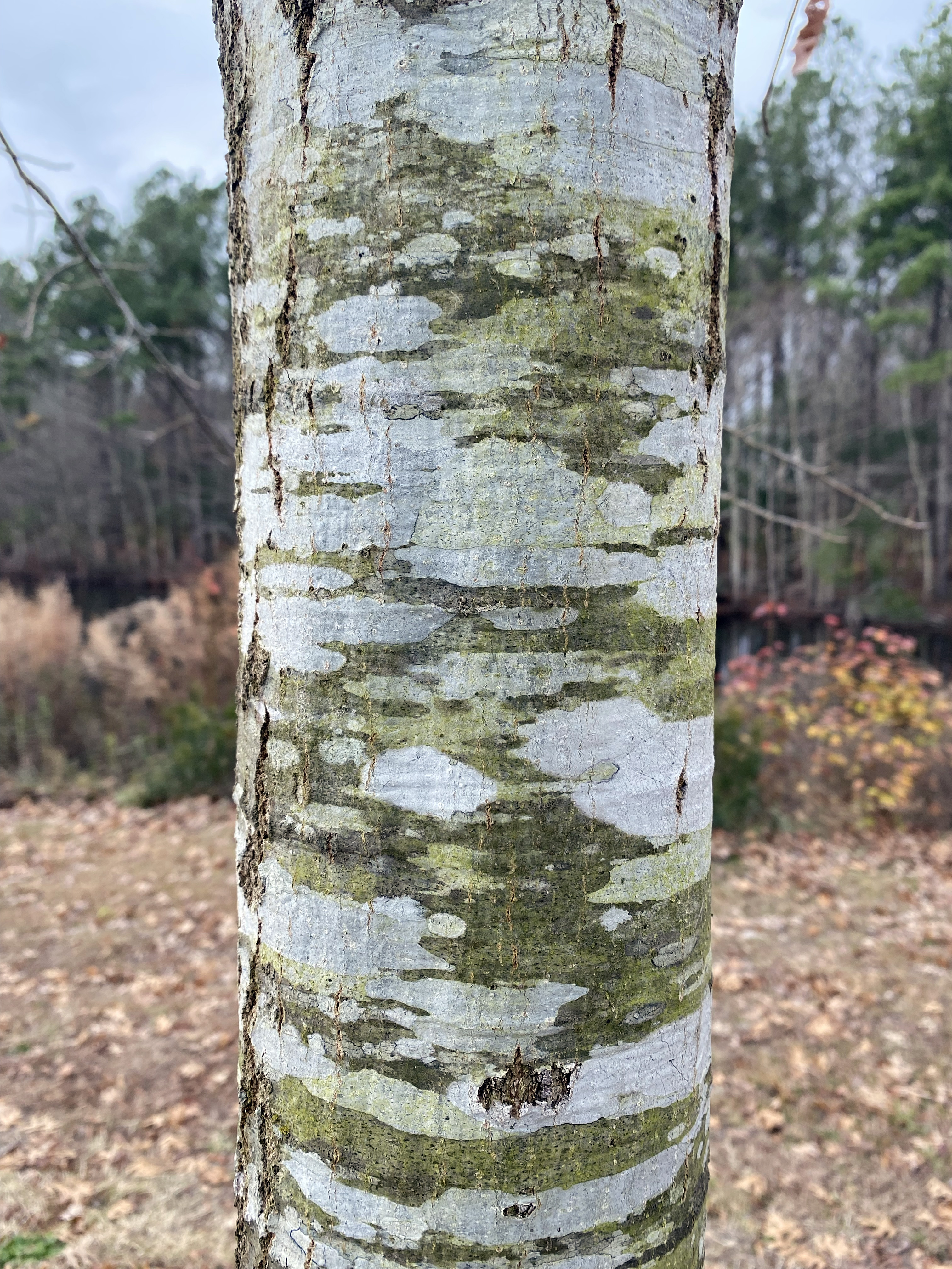 Close up shot of tree bark that resembles camouflage in cool, green/grey tones.