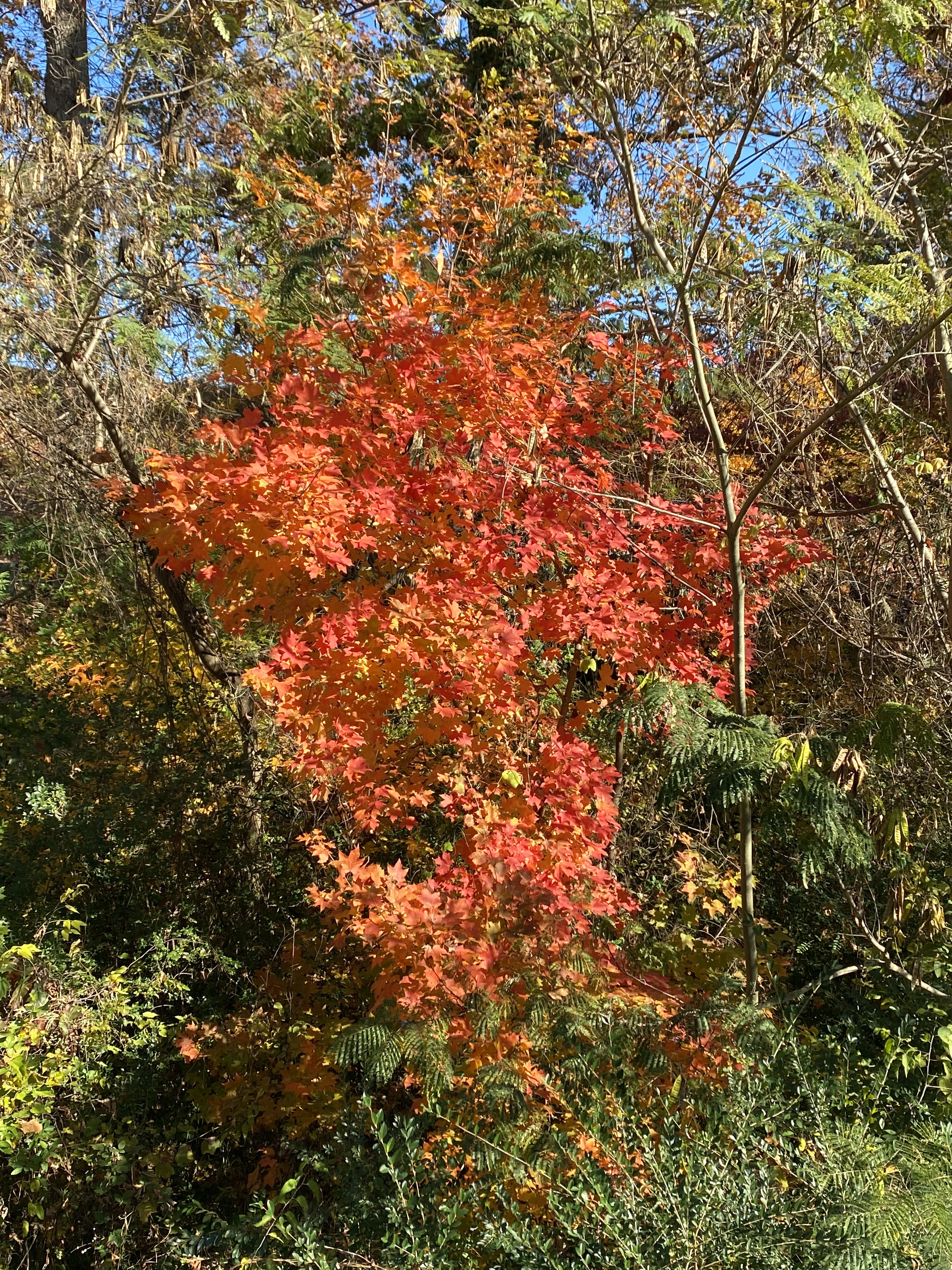 A tree with bright red, autumn leaves grows amongst green foliage.