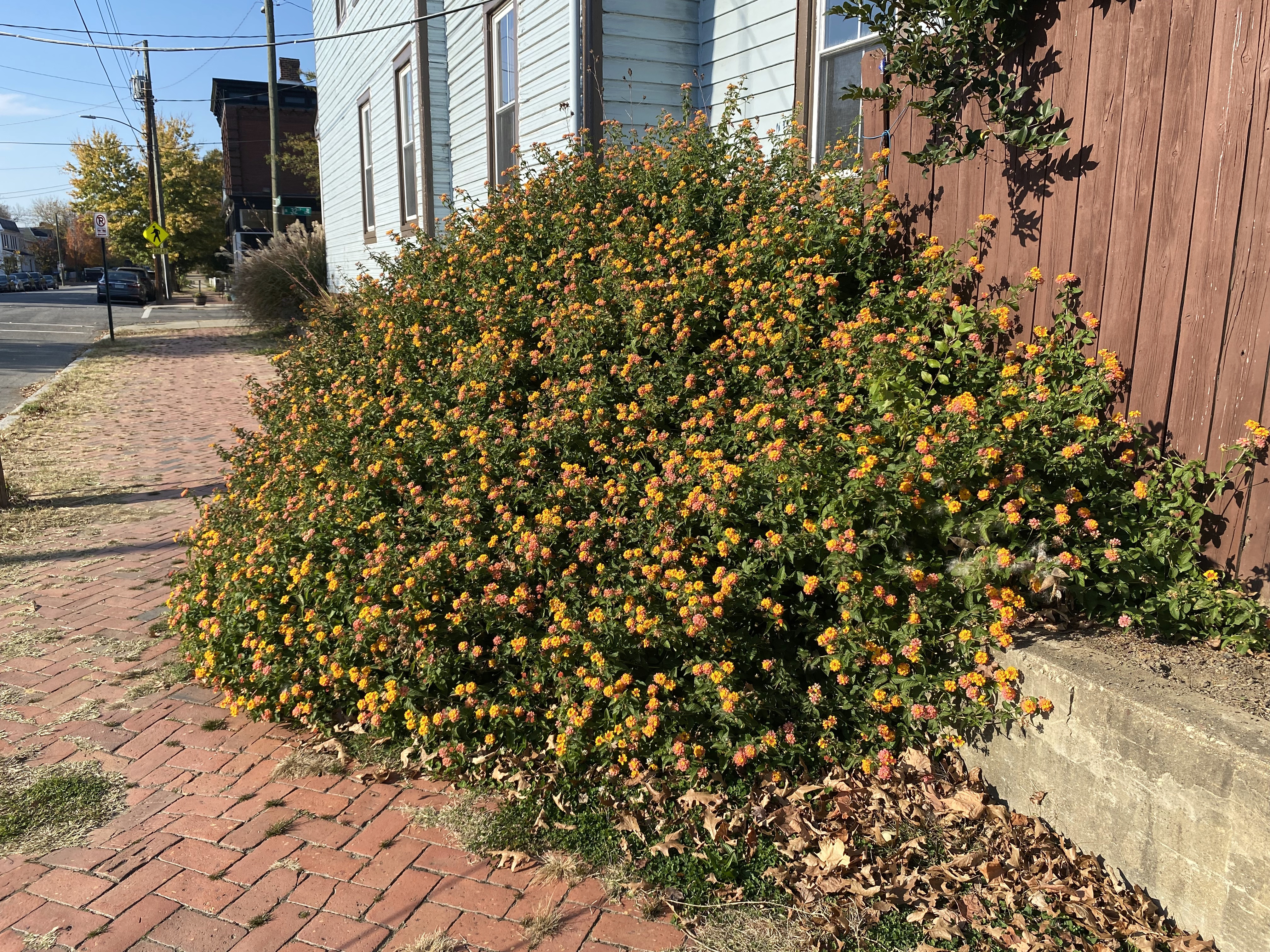 Large, overgrown lantanas plants grow next to a house, spilling out onto the sidewalk.