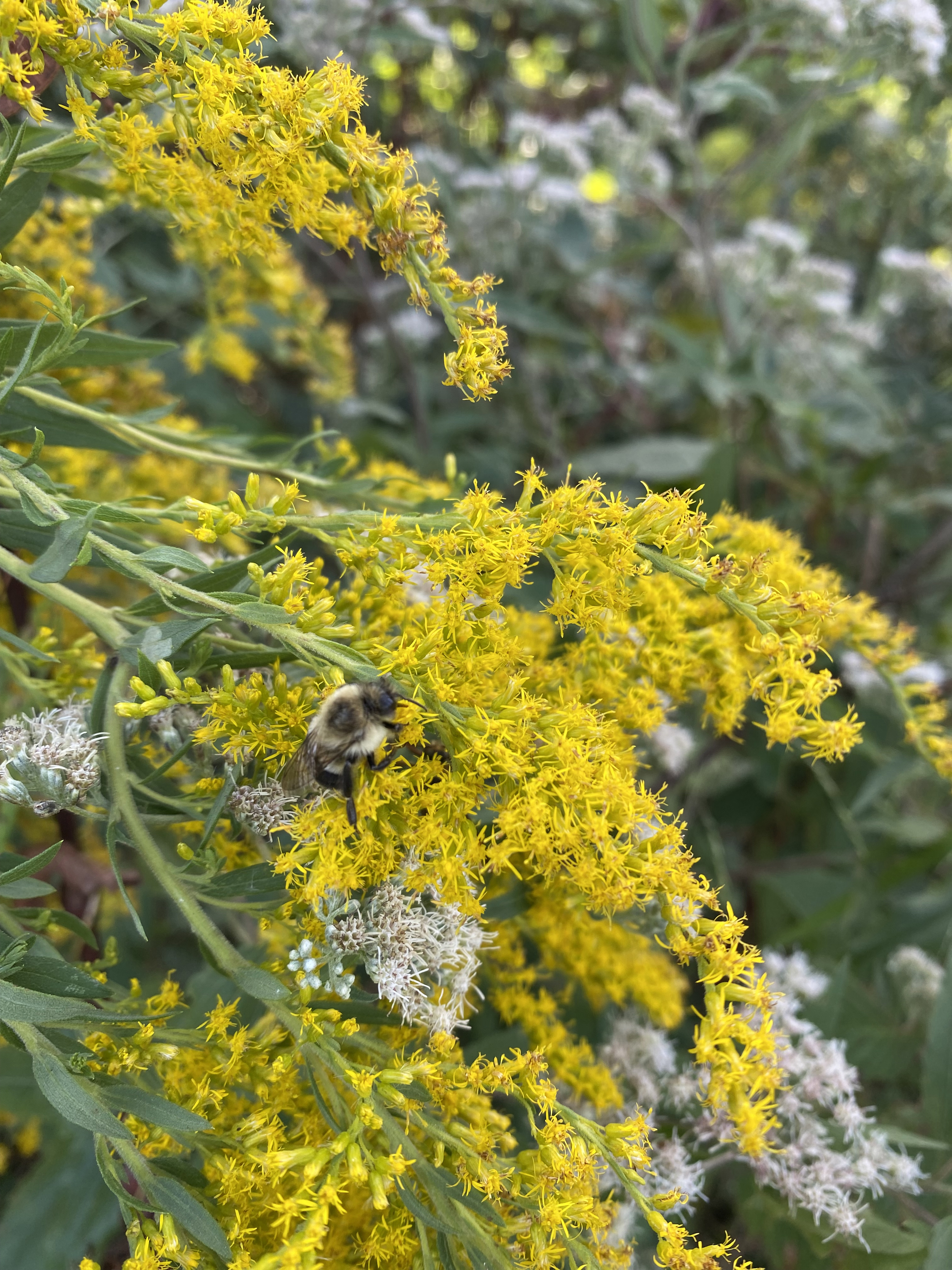 A bee rests on a goldenrod flower.