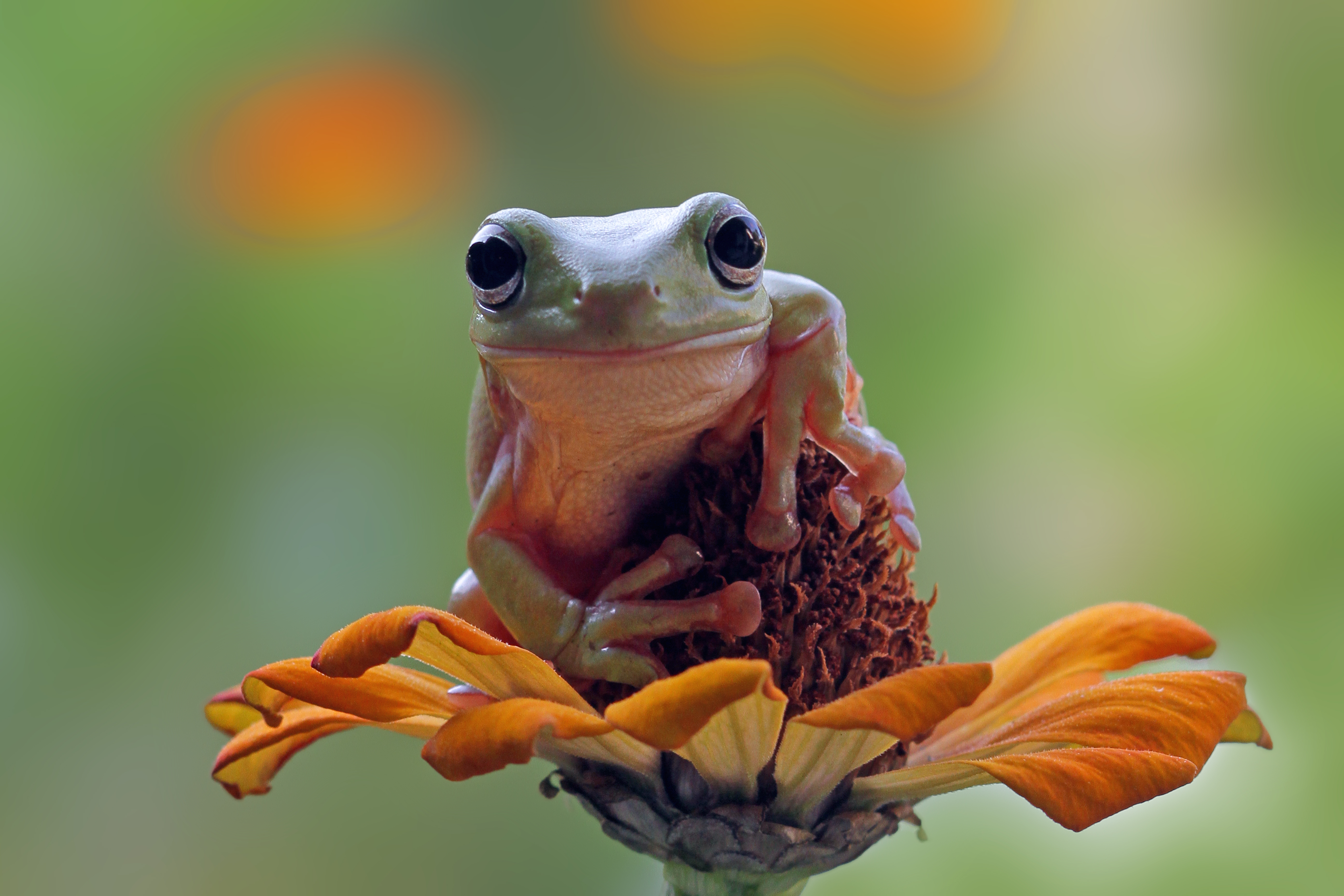 A treefrog clings to the center of an orange flower