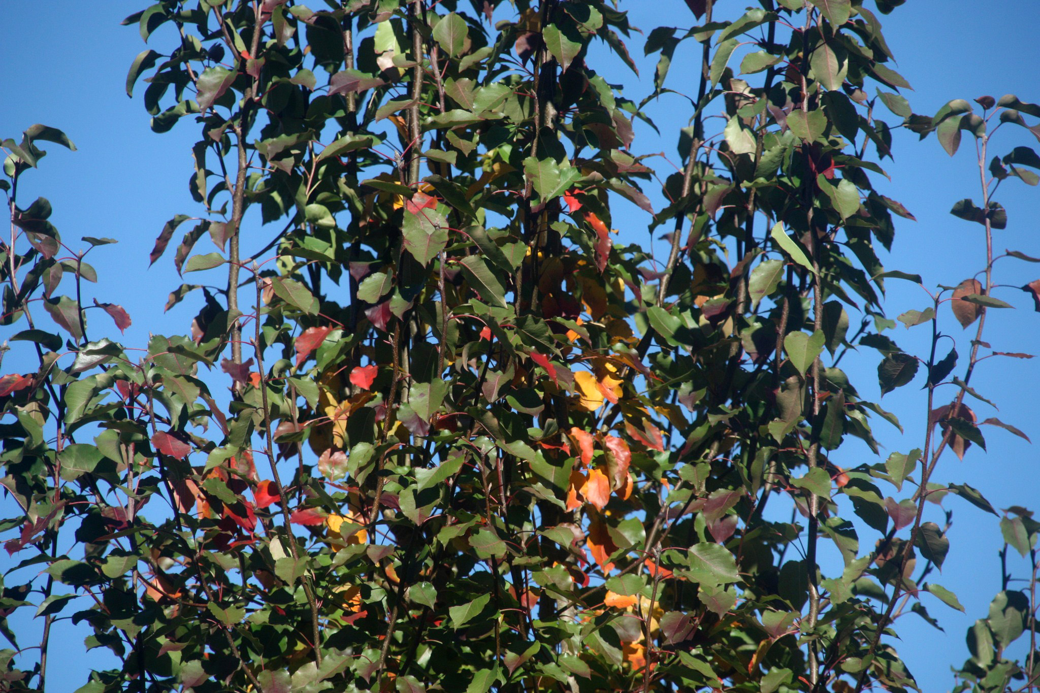 Close-up shot of tree with small, green waxy leaves. A few bright red and yellow leaves are sprinkled throughout the crown of the tree.