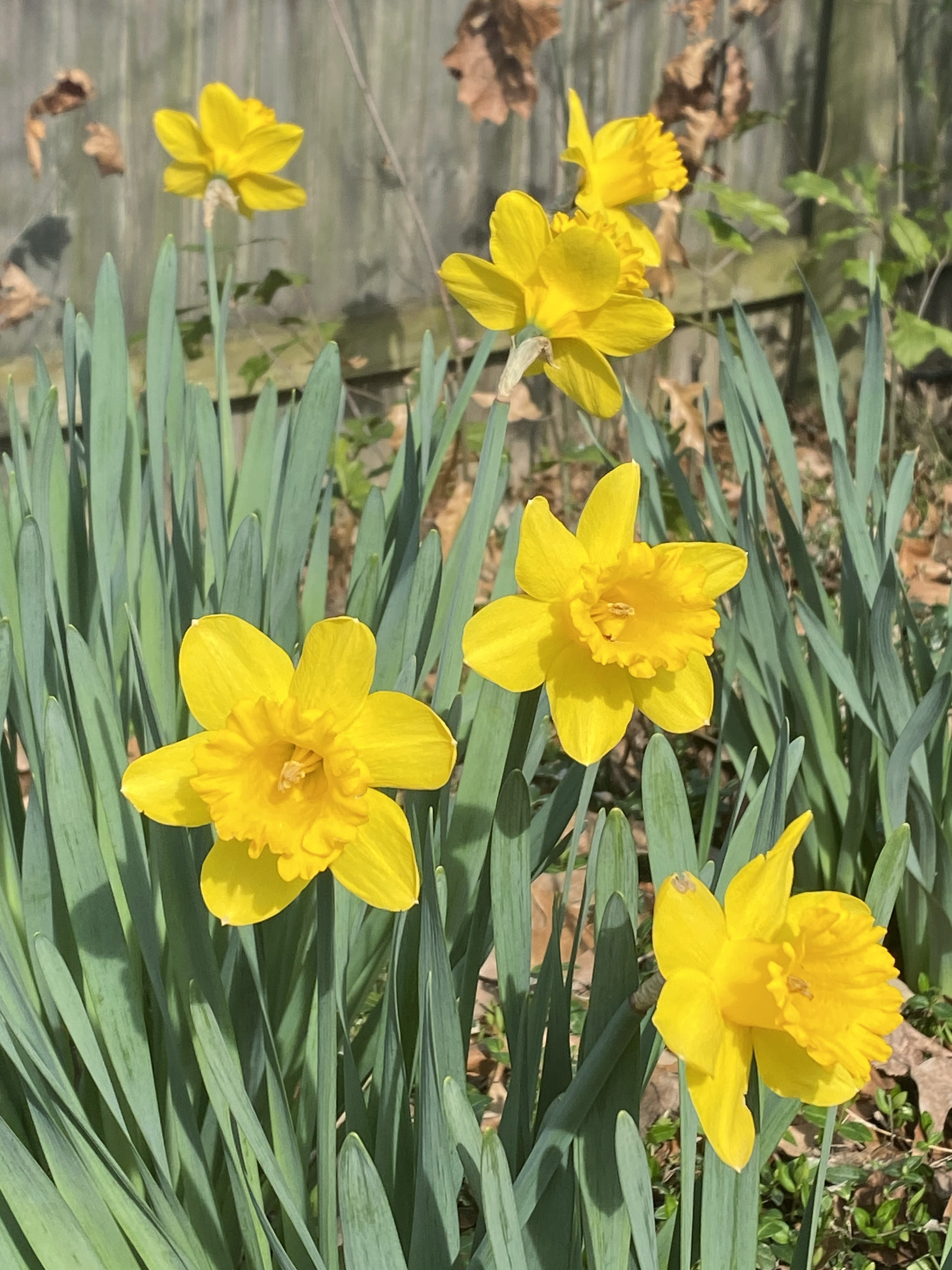 Bright yellow daffodils bloom in front of a wooden fence in early March sunshine.