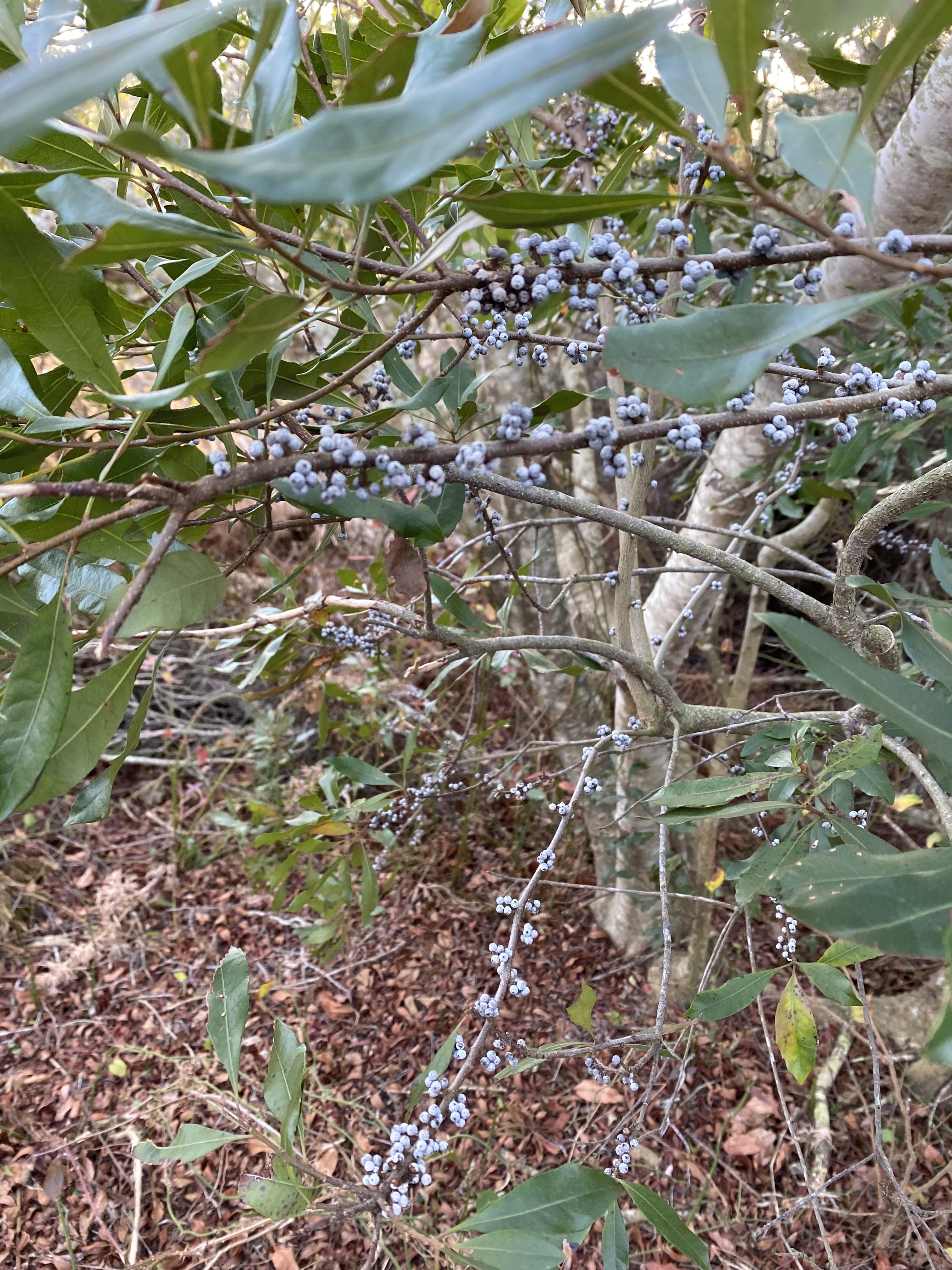 Tiny, blue berries grow on the branches of a tree with small, waxy green leaves.