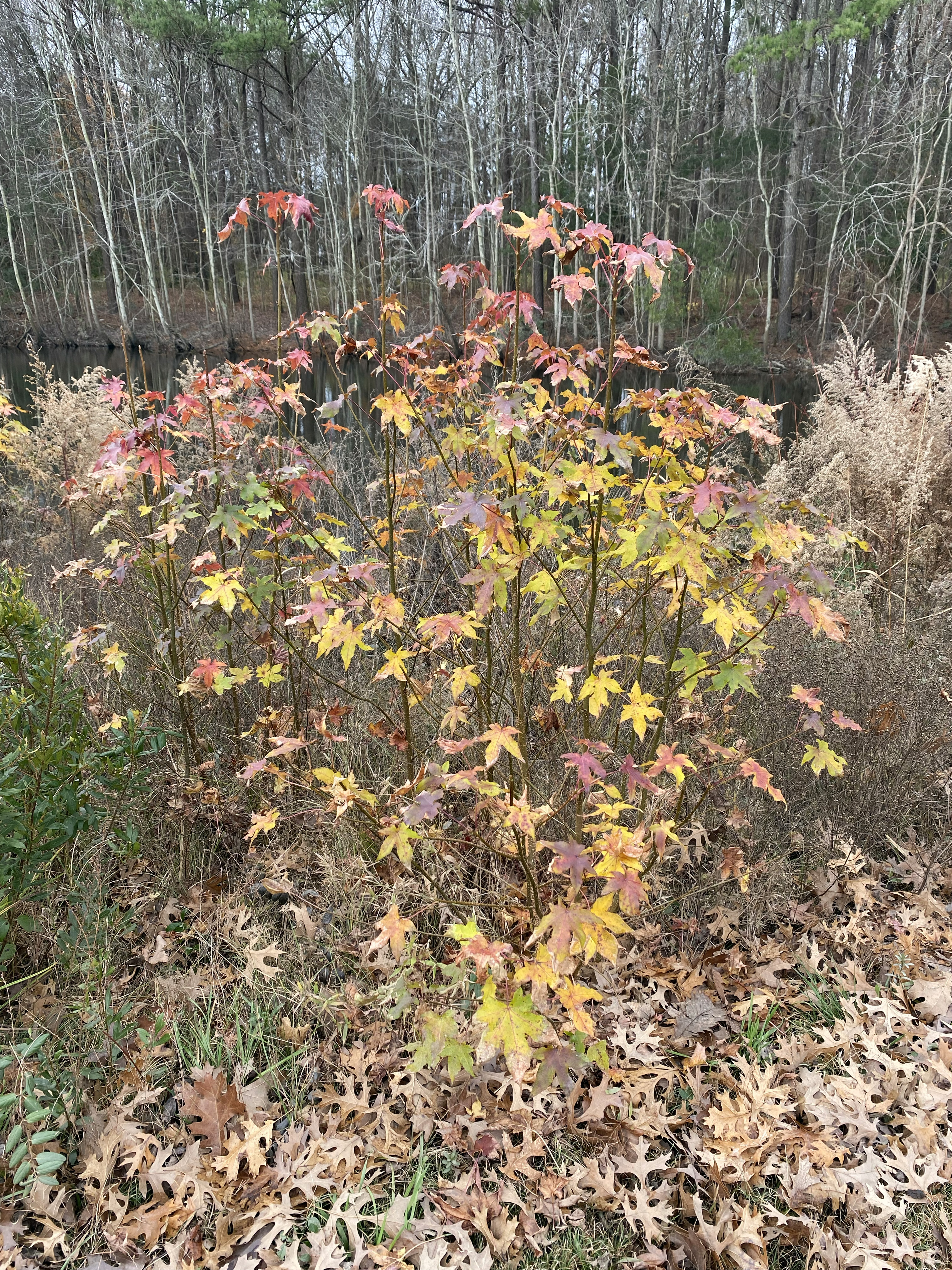 Small tree with yellow and red, star-shaped leaves.