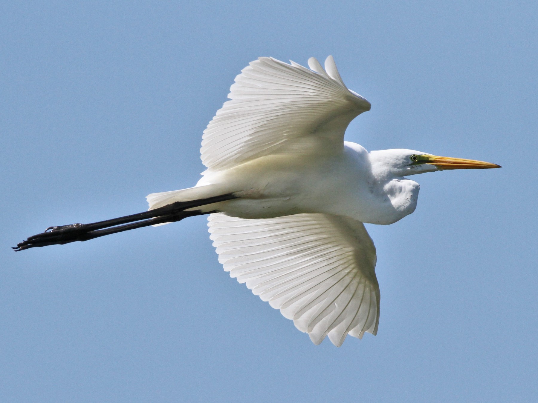 Great egret flying in a cloudless blue sky