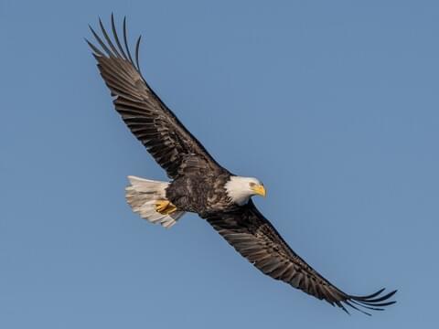 A bald eagle soars through a cloudless blue sky.