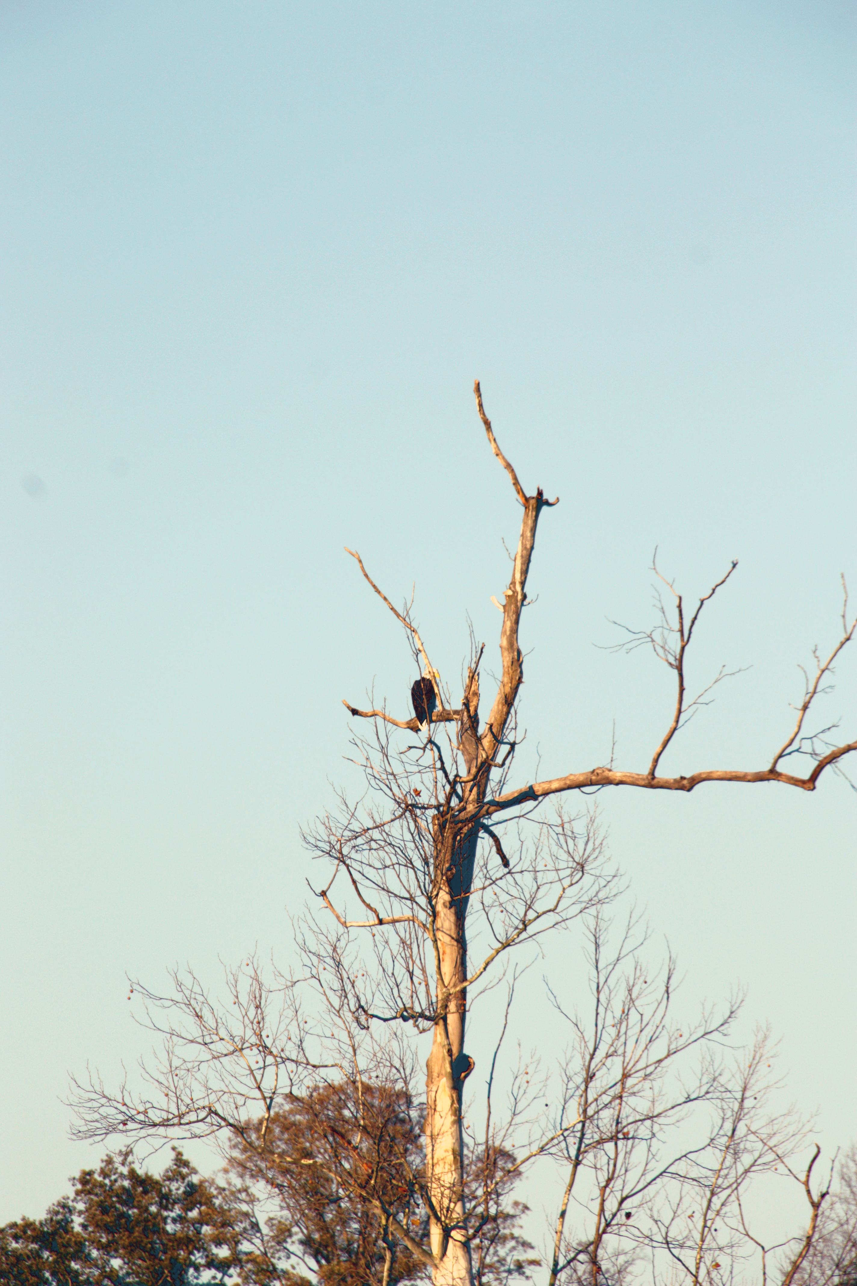 A bald eagle perched on some branches at the top of a very tall, bare tree.