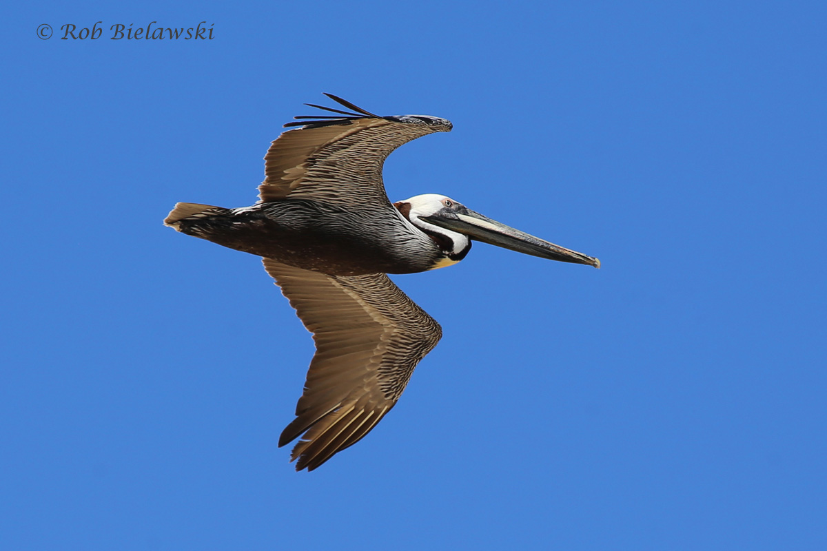 A brown pelican soars through a blue, cloudless sky.