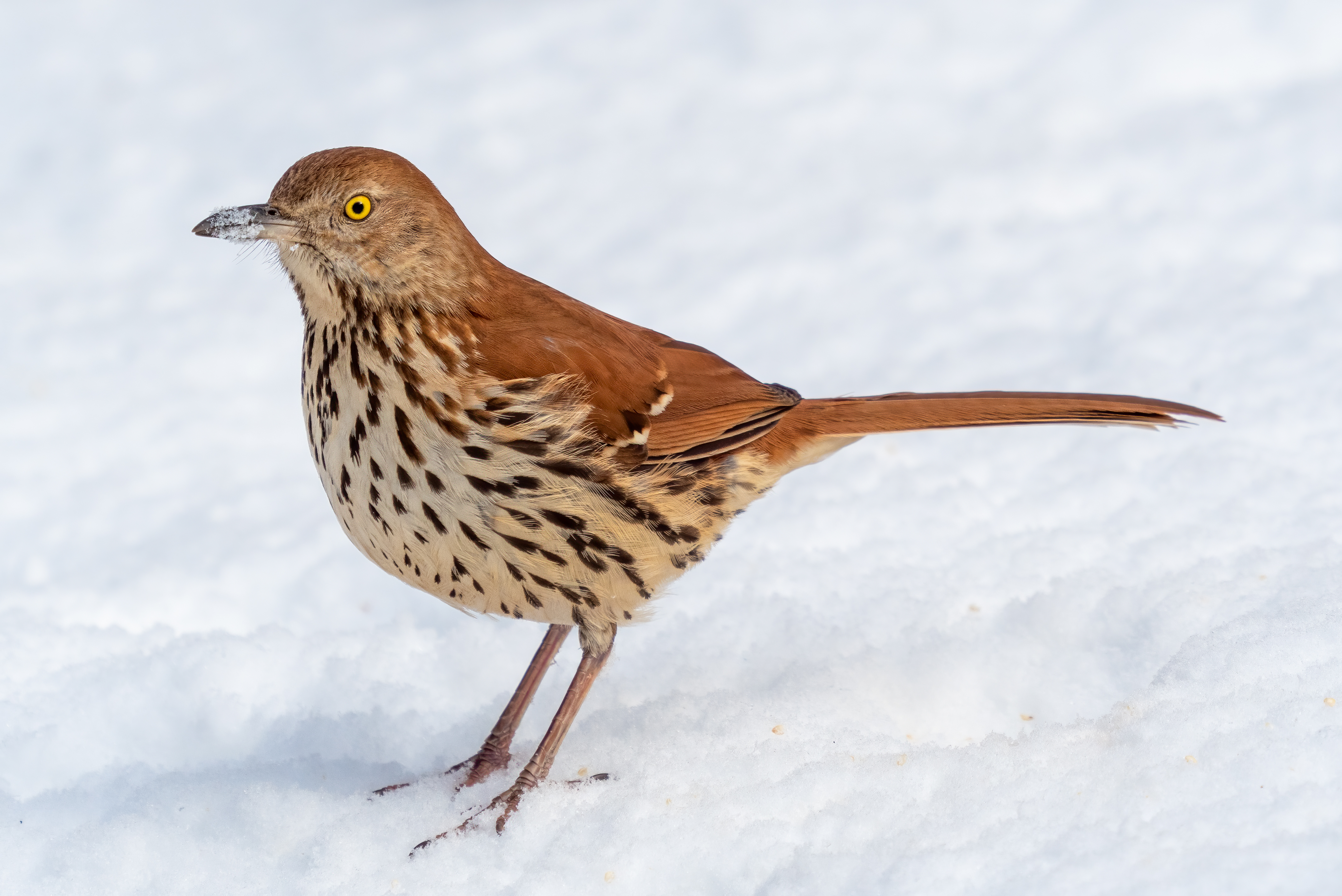 A brown thrasher stands upon a snowy ground.