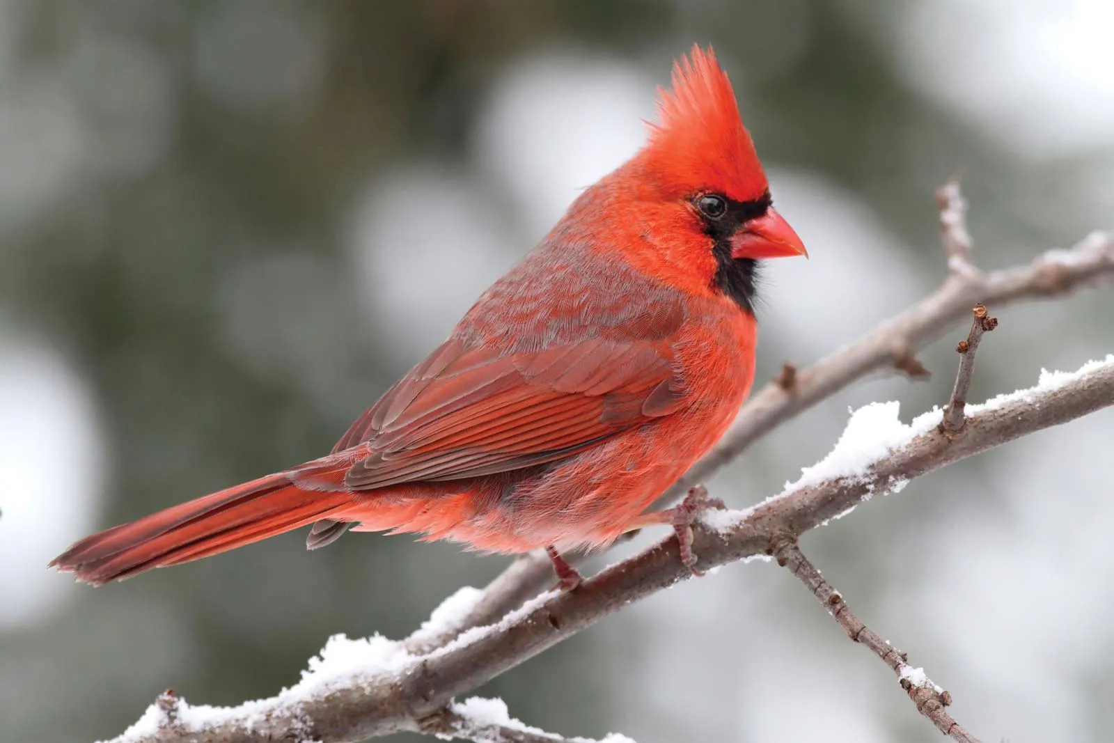 A bright red cardinal perched on top of a snowy branch.