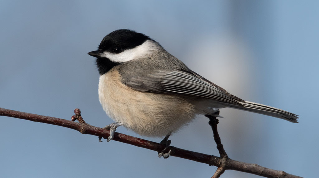 A side silhouette view of a chickadee resting on a small branch.