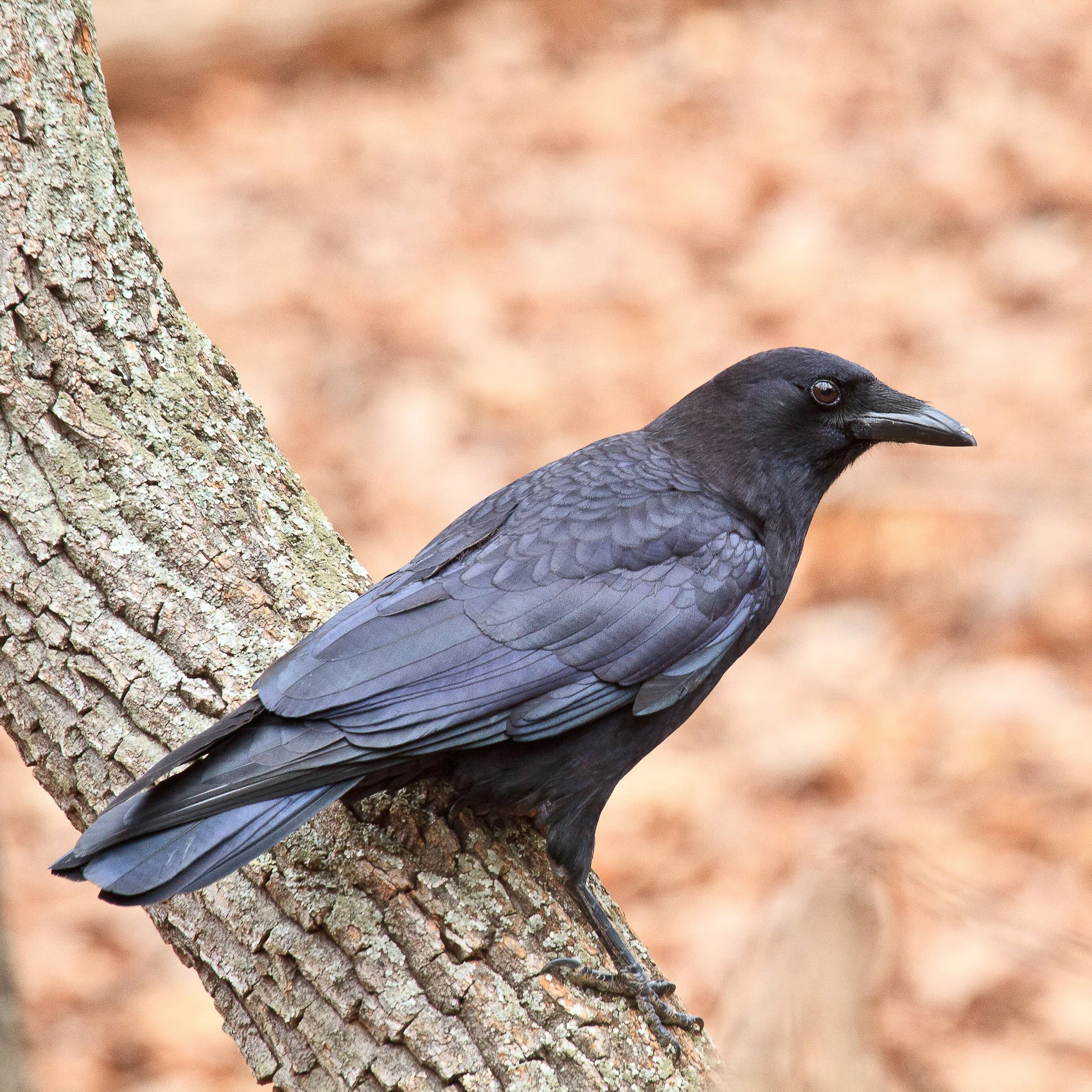 A crow perched on a tree with a blurry backdrop of brown, dead leaves on the ground.