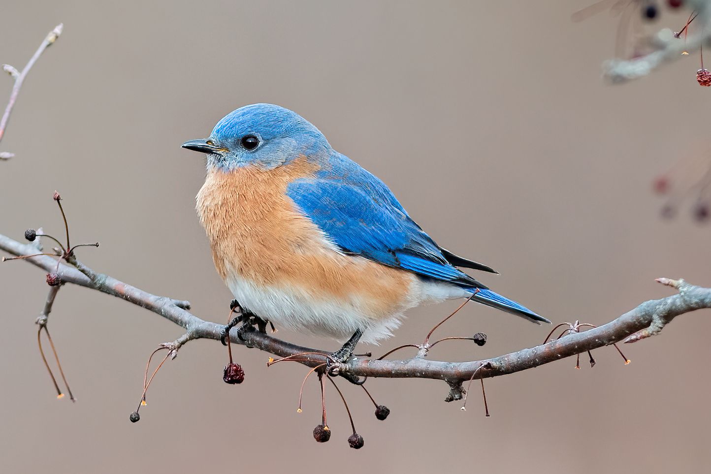 An eastern bluebird rests on a thin branch with berries on it