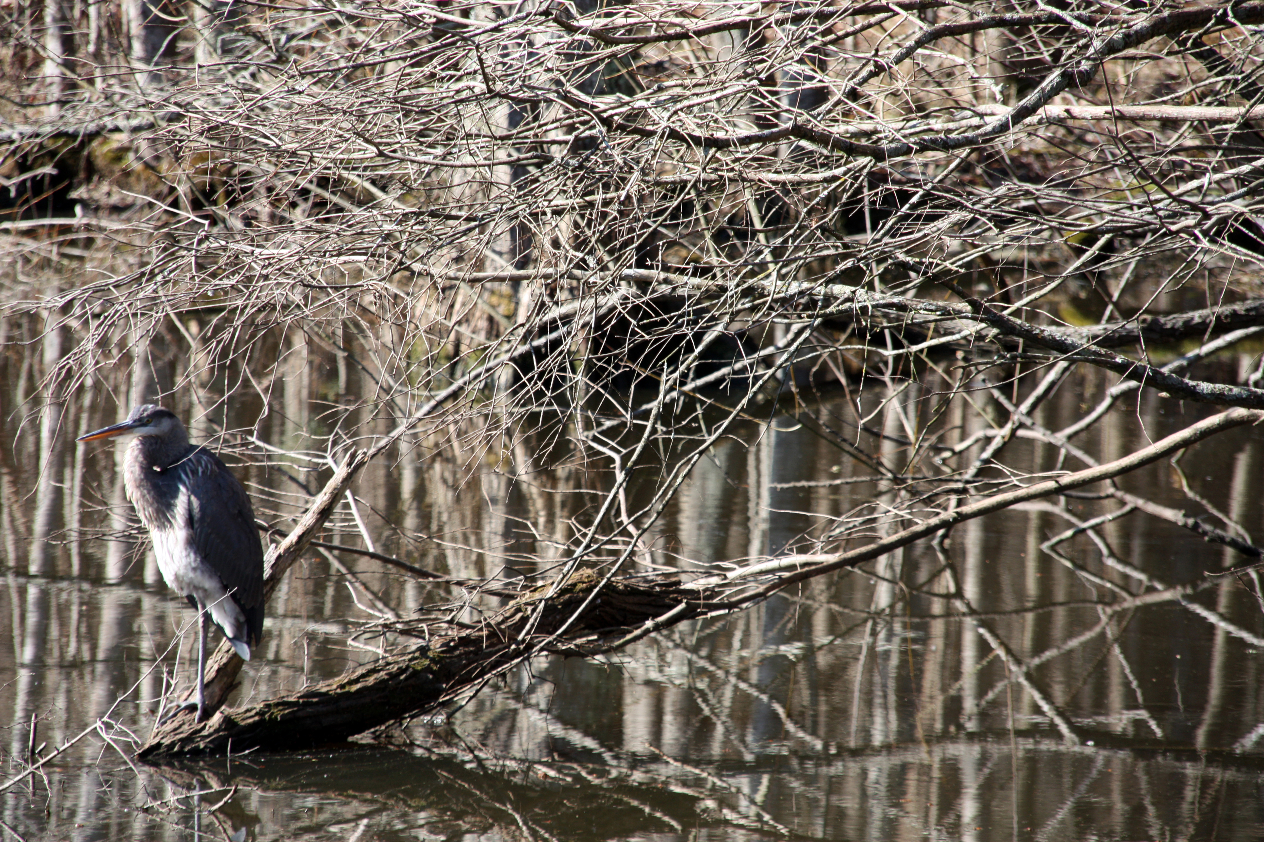 A great blue heron perched on a fallen tree that is sticking out of a lake. The scene consists of many bare tree branches overlapping each other.