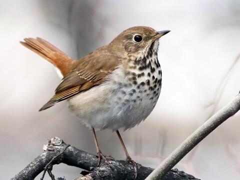 A hermit thrush perched on a branch, with a neutral, blurry background.