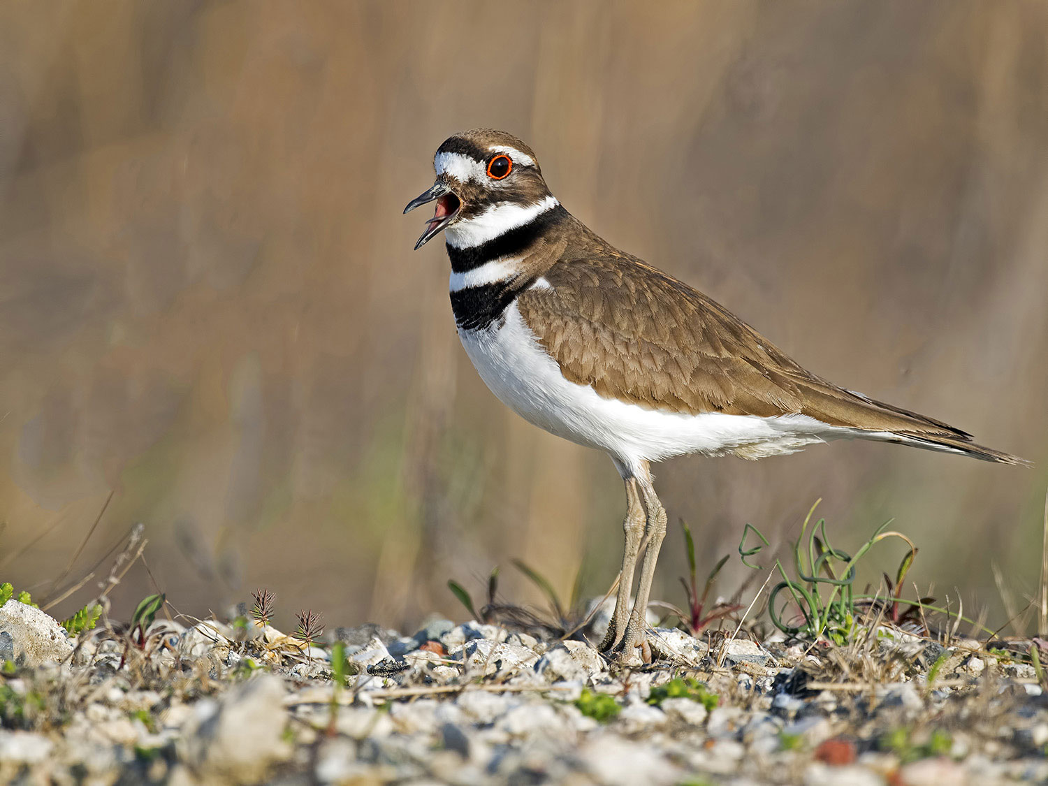 A kildeer with its beak open stands on top of bare, rocky ground.