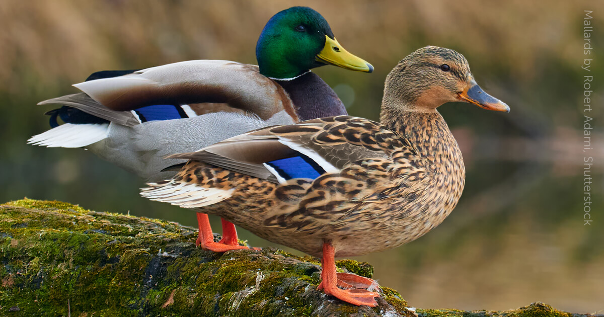 A pair of mallards (one male, one female) stand on a mossy rock, gazing to the right of the image. The blue stripes on their wings are in plain sight.