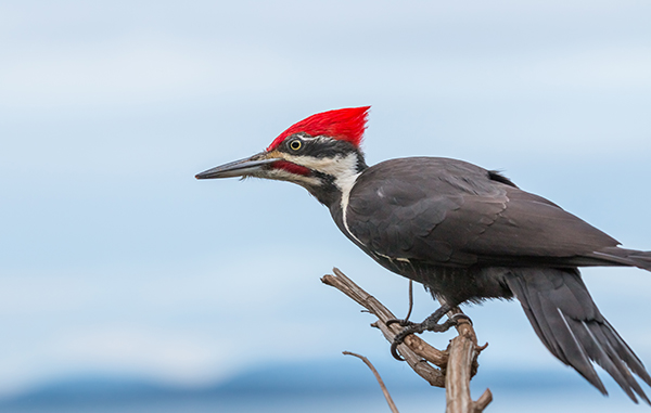 Side silhouette of a Pileated Woodpecker perched on a branch.